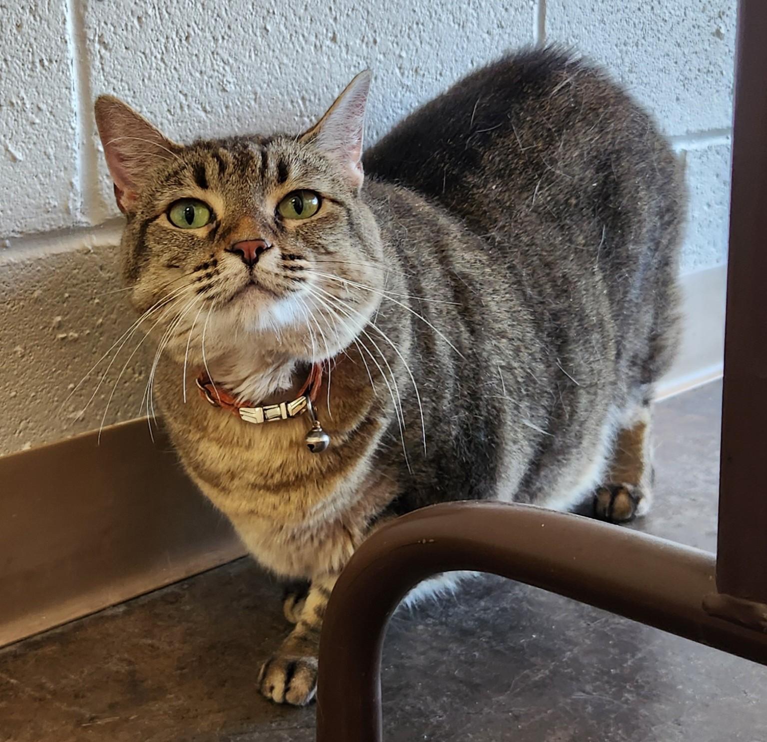 Clarabelle, Adoptable, Adult Female Domestic Short Hair.