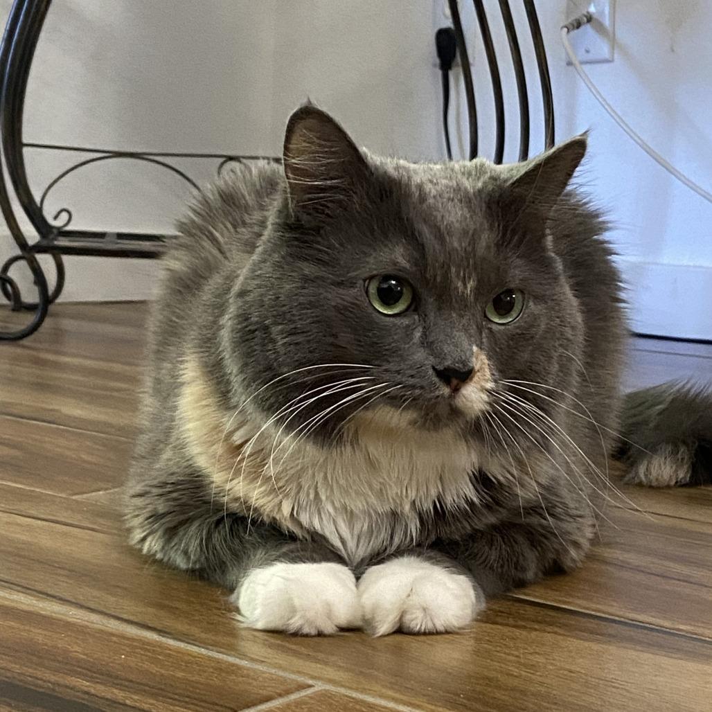 Calista, Adoptable, Senior Female Domestic Long Hair.