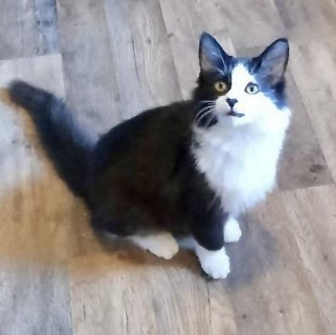 Enlarge Aragorn, a Adoptable Domestic Long Hair in Fairview Heights, IL image 2/4