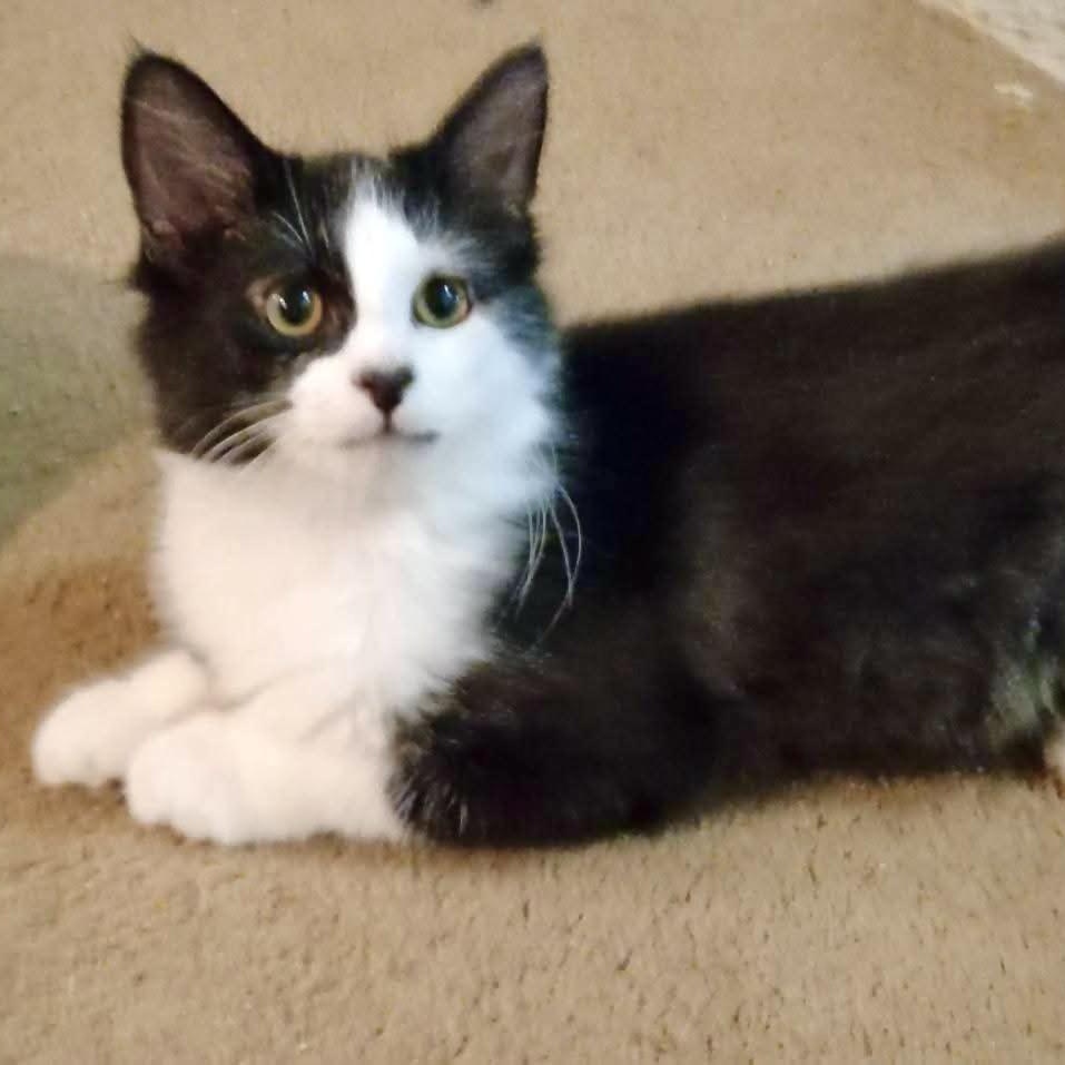 Enlarge Aragorn, a Adoptable Domestic Long Hair in Fairview Heights, IL image 3/4
