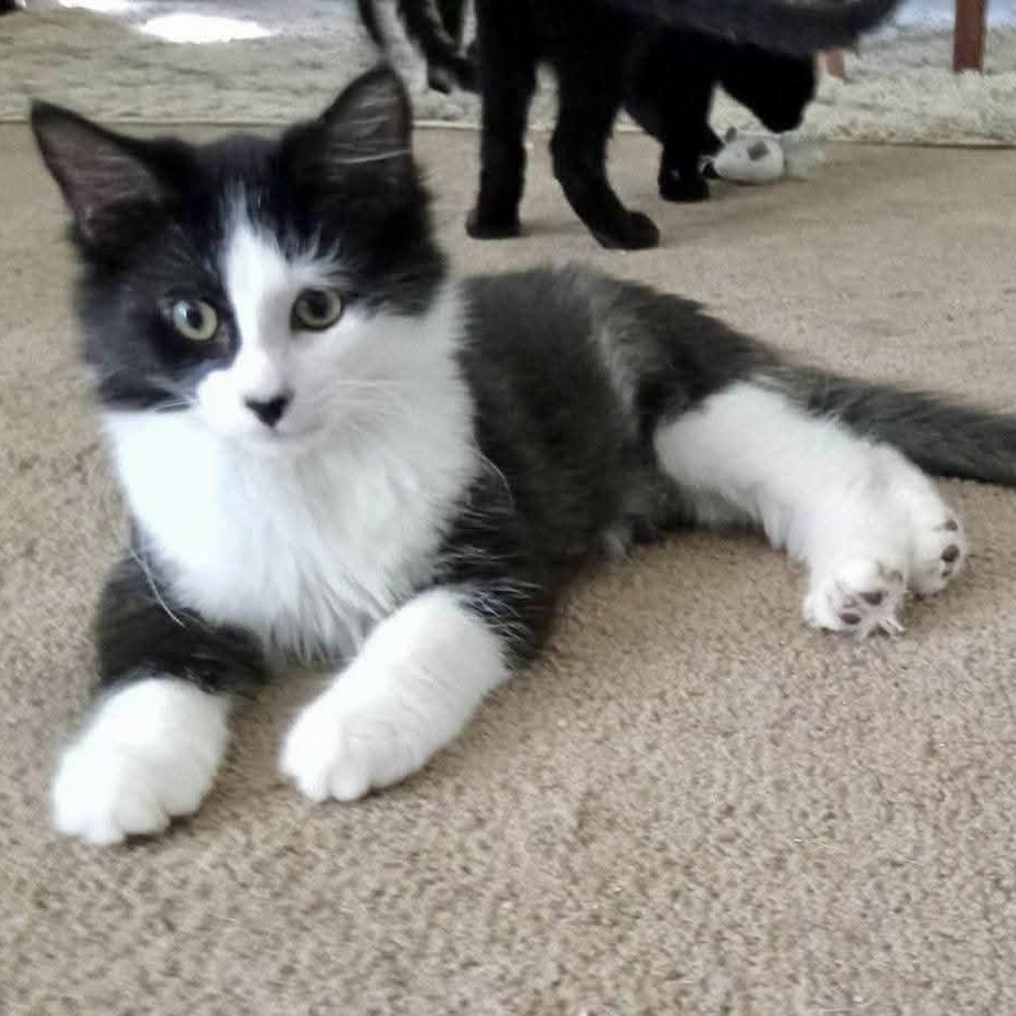 Aragorn, Adoptable, Kitten Male Domestic Long Hair.