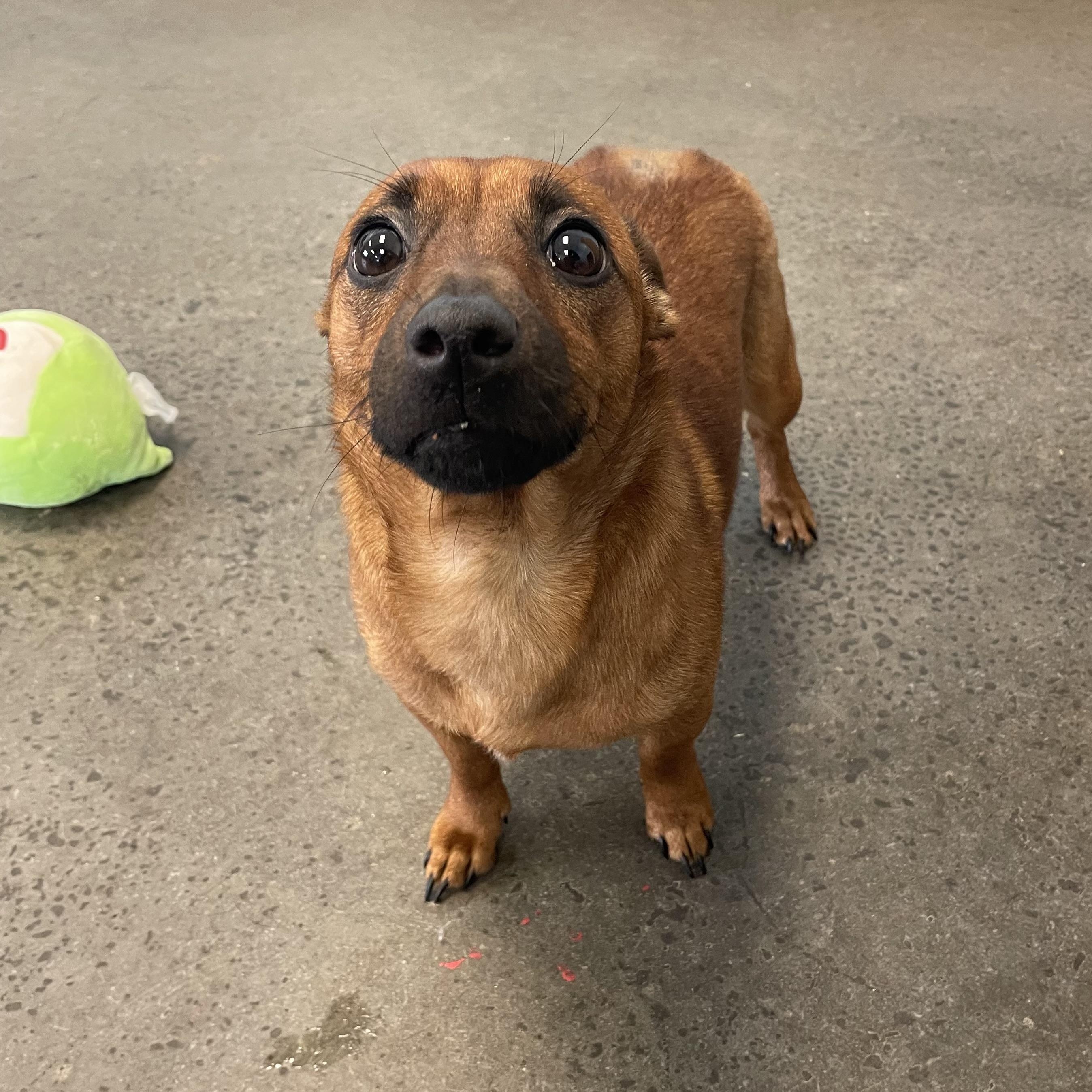 Enlarge Puddle, an adopted Mixed Breed in Mishawaka, IN image 3/4