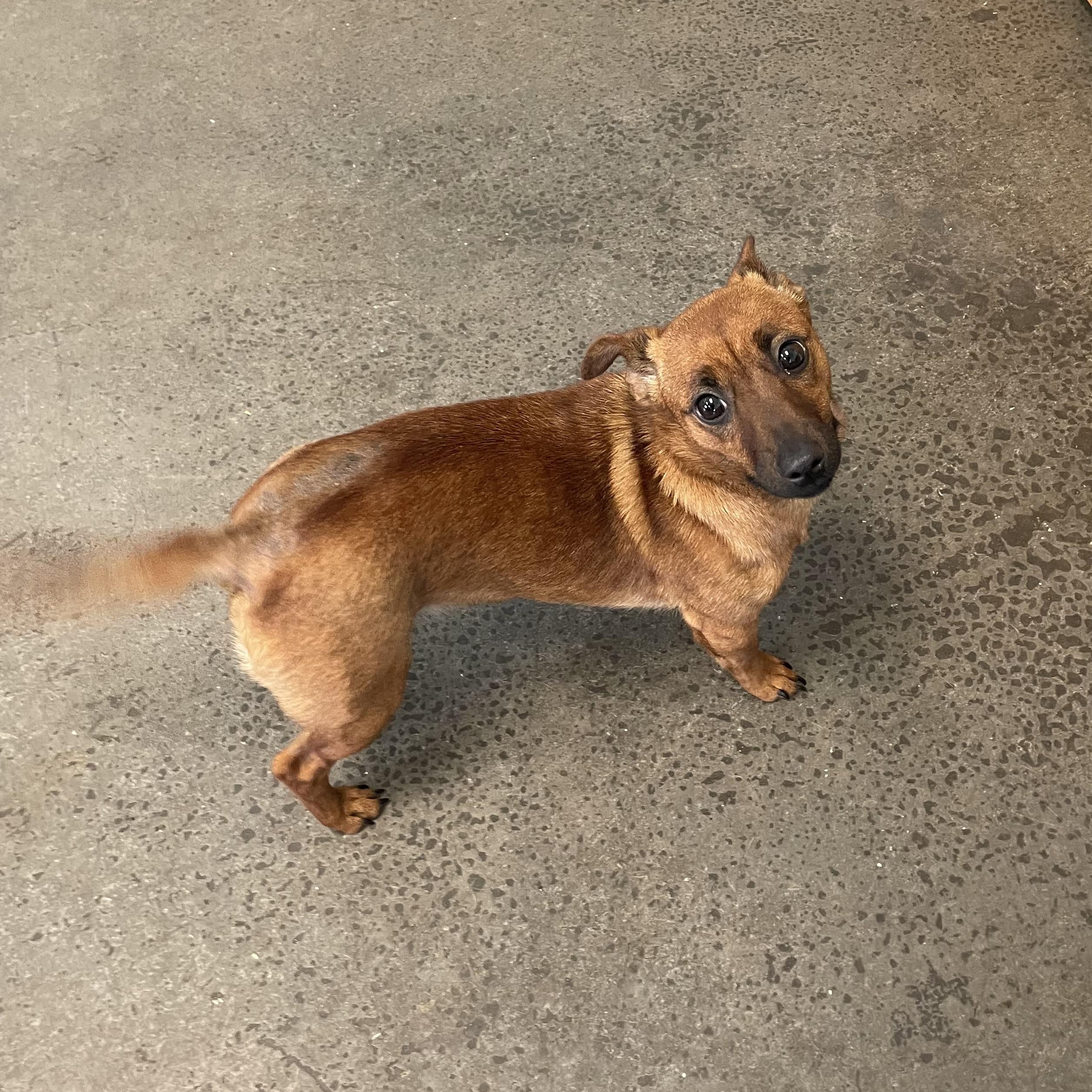 Enlarge Puddle, an adopted Mixed Breed in Mishawaka, IN image 2/4