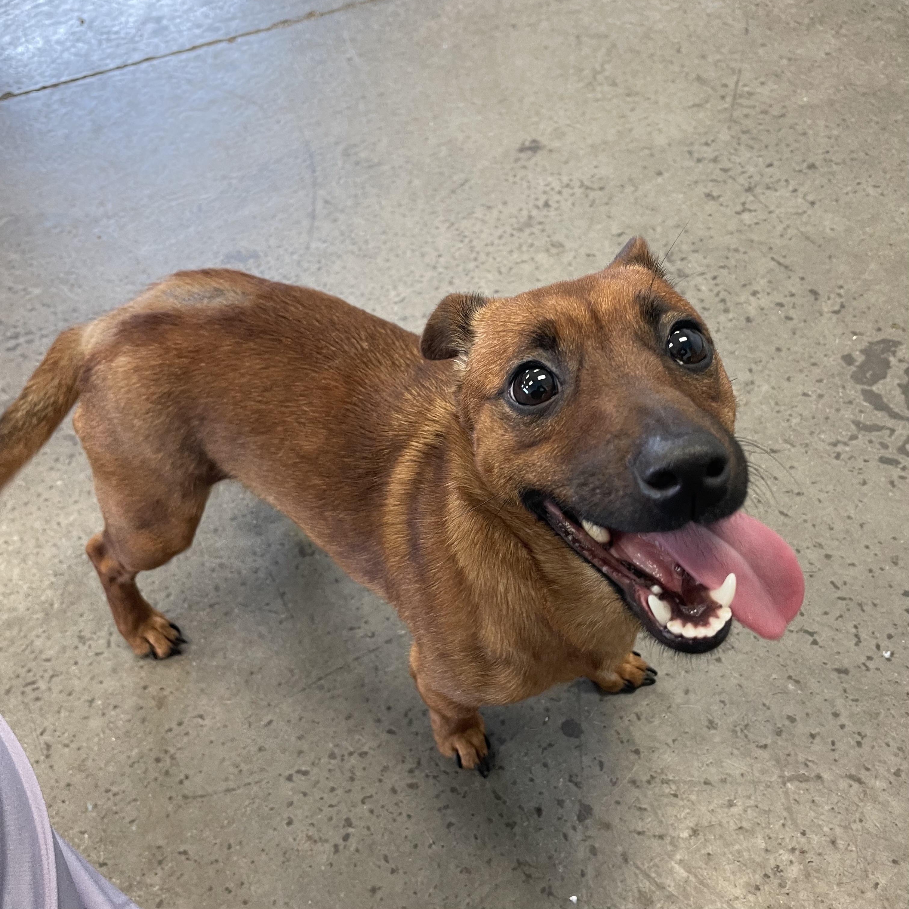 Enlarge Puddle, an adopted Mixed Breed in Mishawaka, IN image 4/4