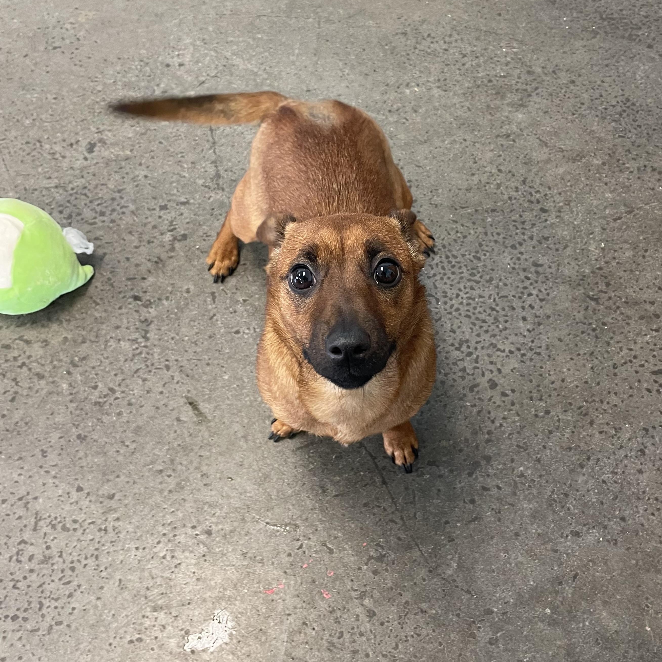 Enlarge Puddle, an adopted Mixed Breed in Mishawaka, IN image 1/4