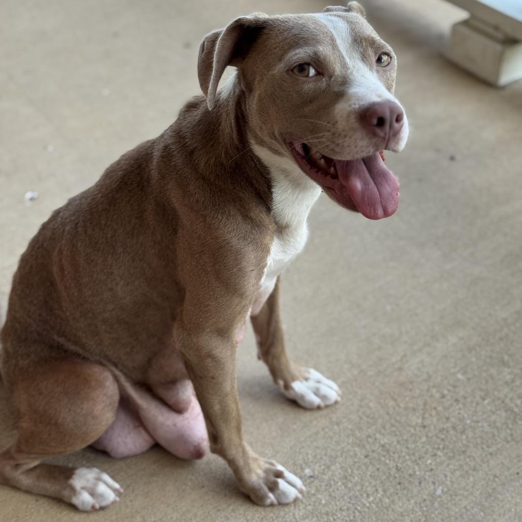 Enlarge Louise, a Adoptable mixed breed in Ennis, TX image 2/3