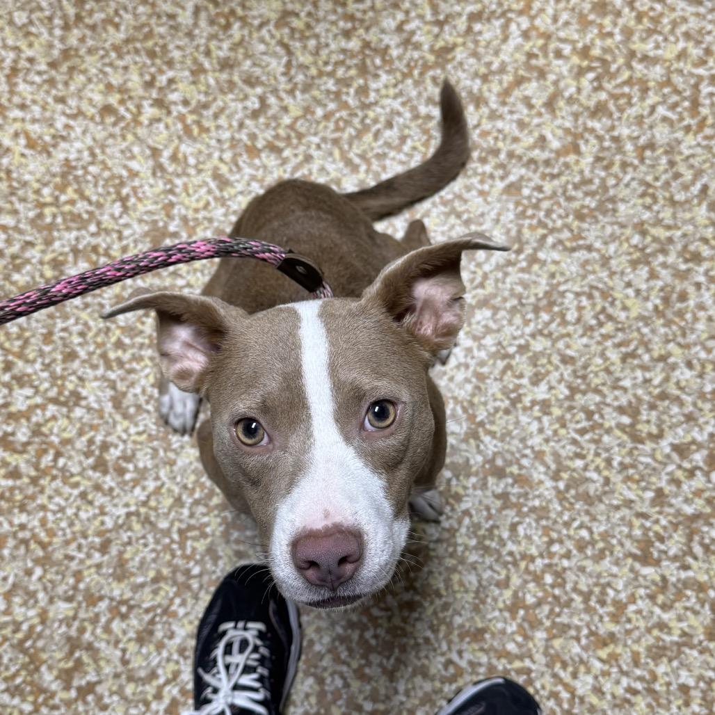 Enlarge Louise, a Adoptable mixed breed in Ennis, TX image 3/3