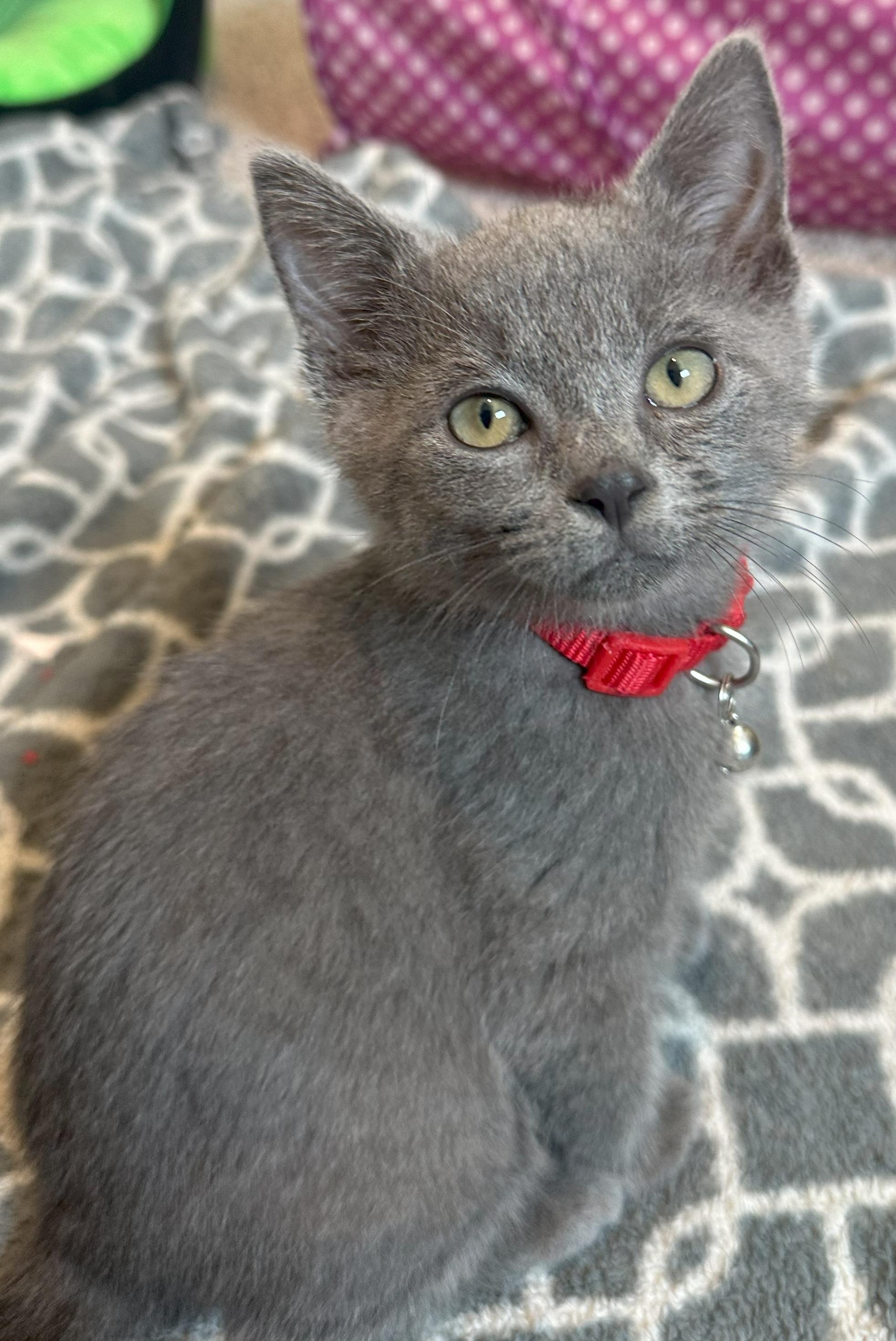 Homer - Gray Kitten