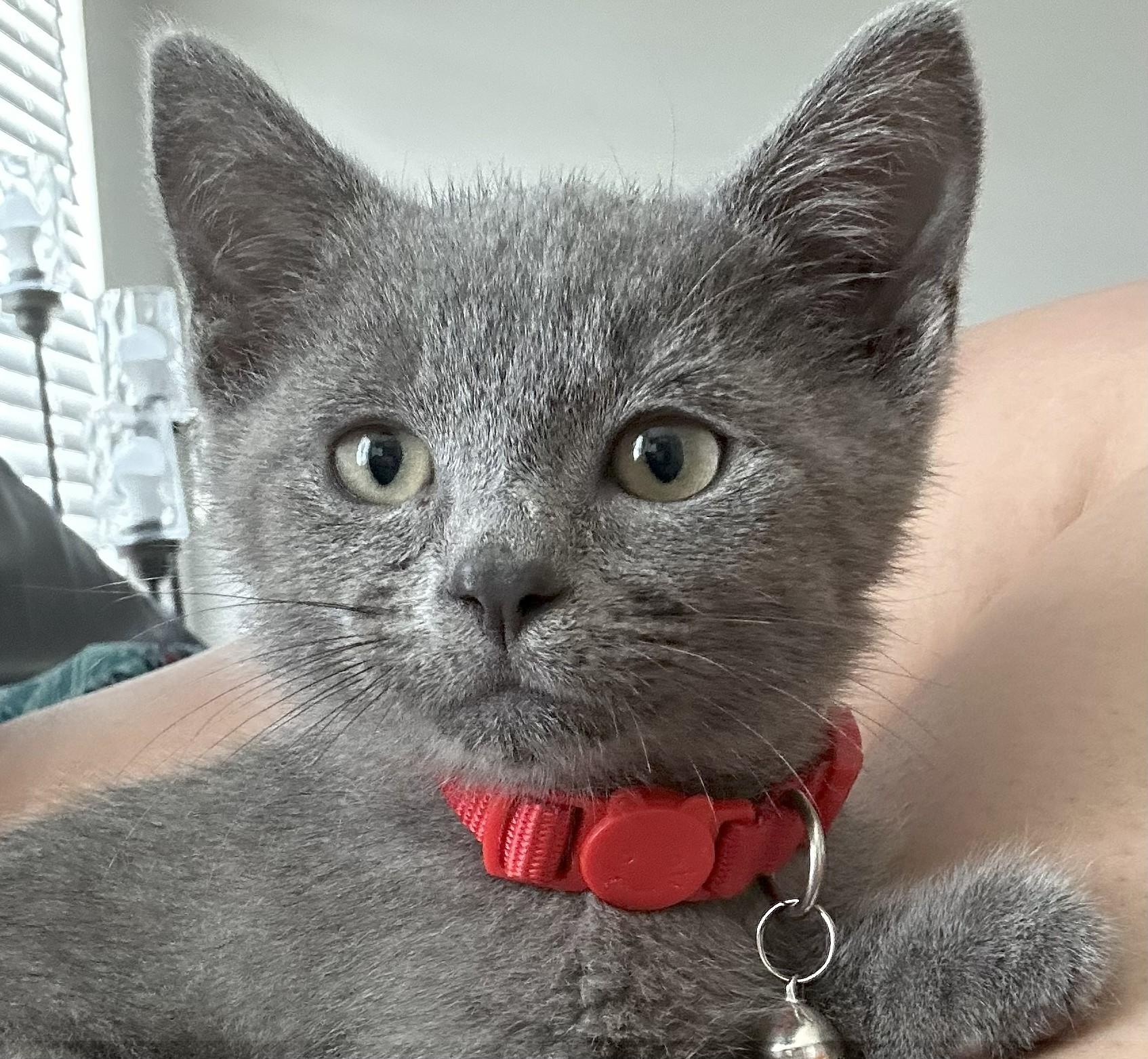 Homer - Gray Kitten