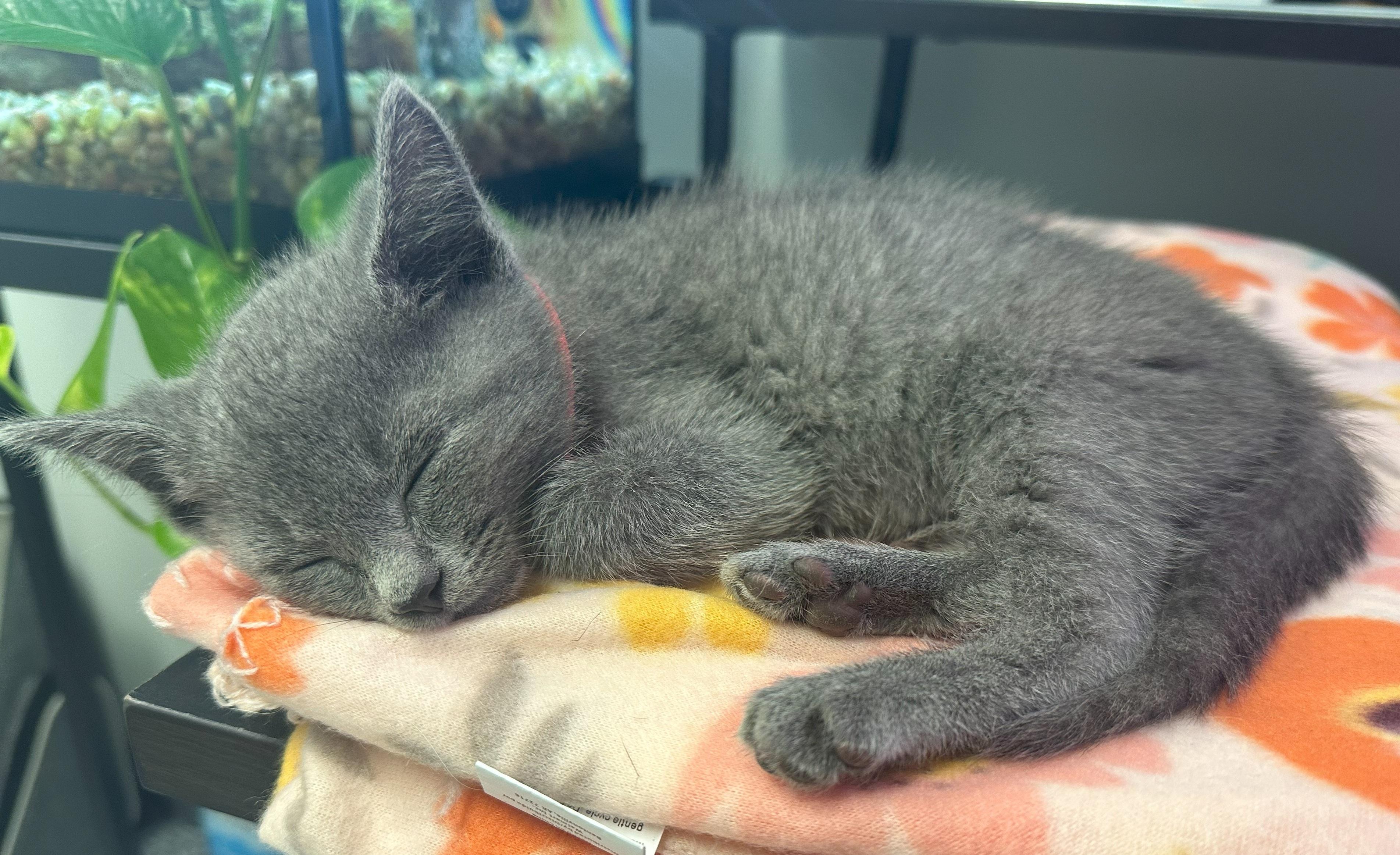 Homer - Gray Kitten