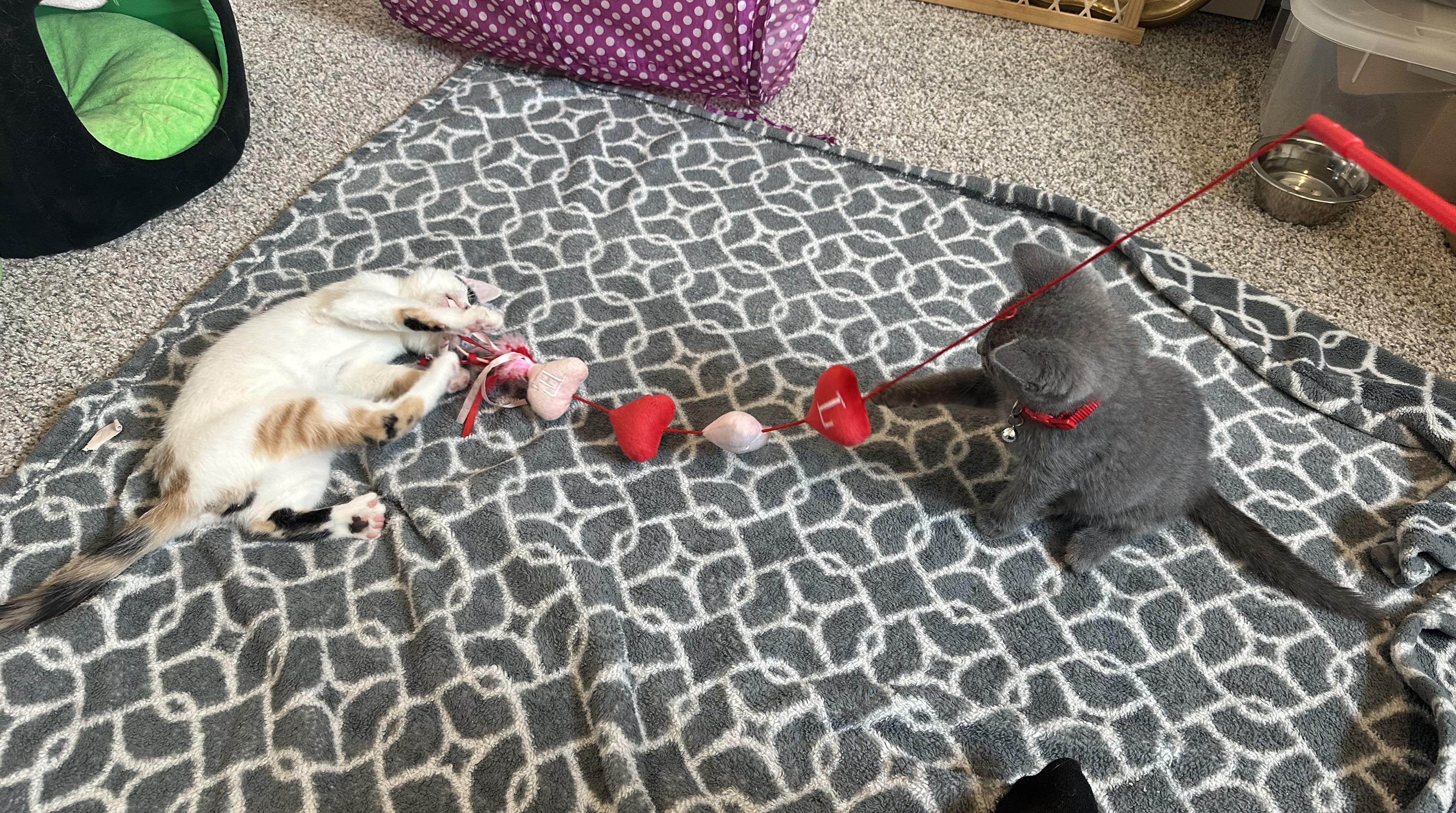 Homer - Gray Kitten