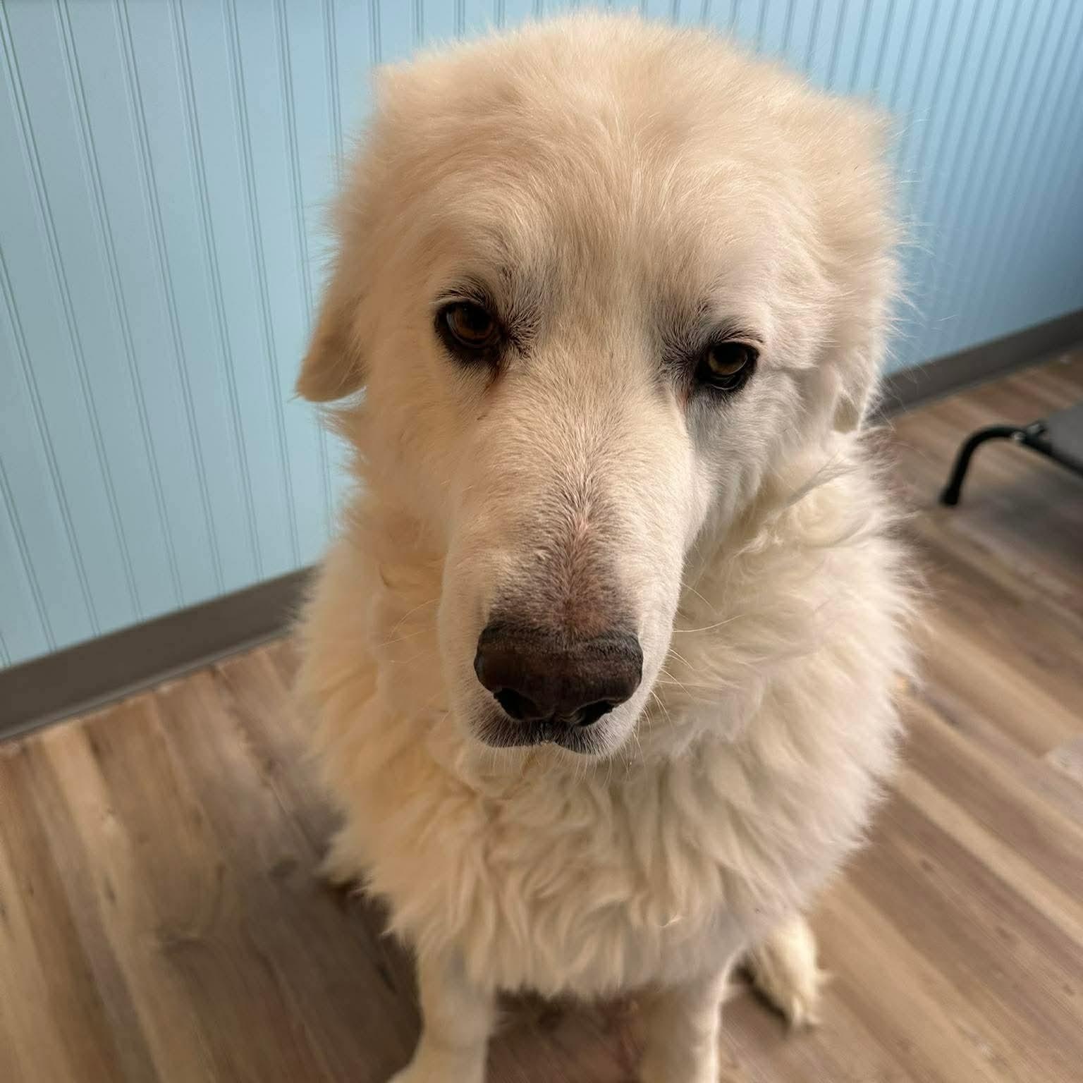 Odin — thumbnail 6