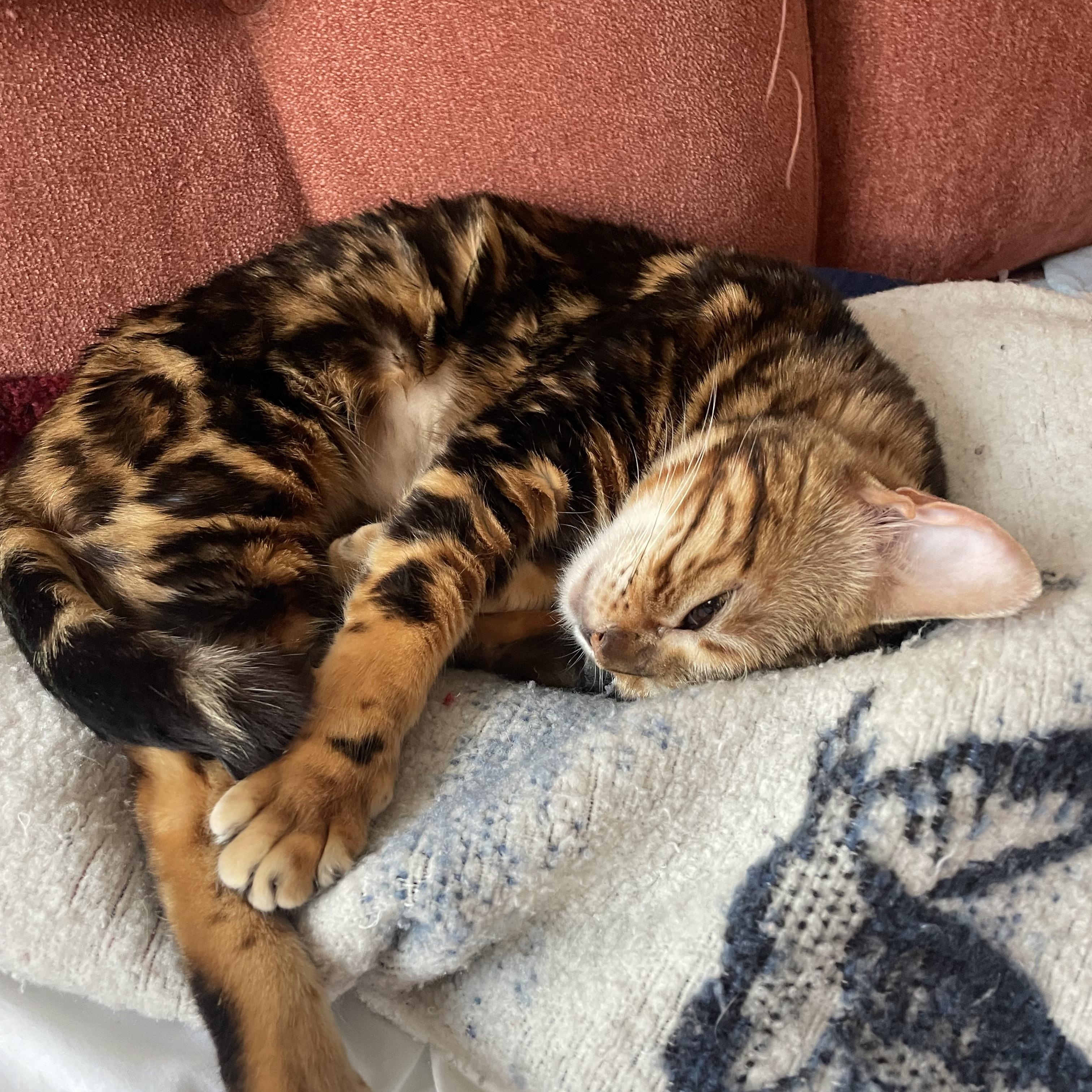 Cleo thumbnail 2
