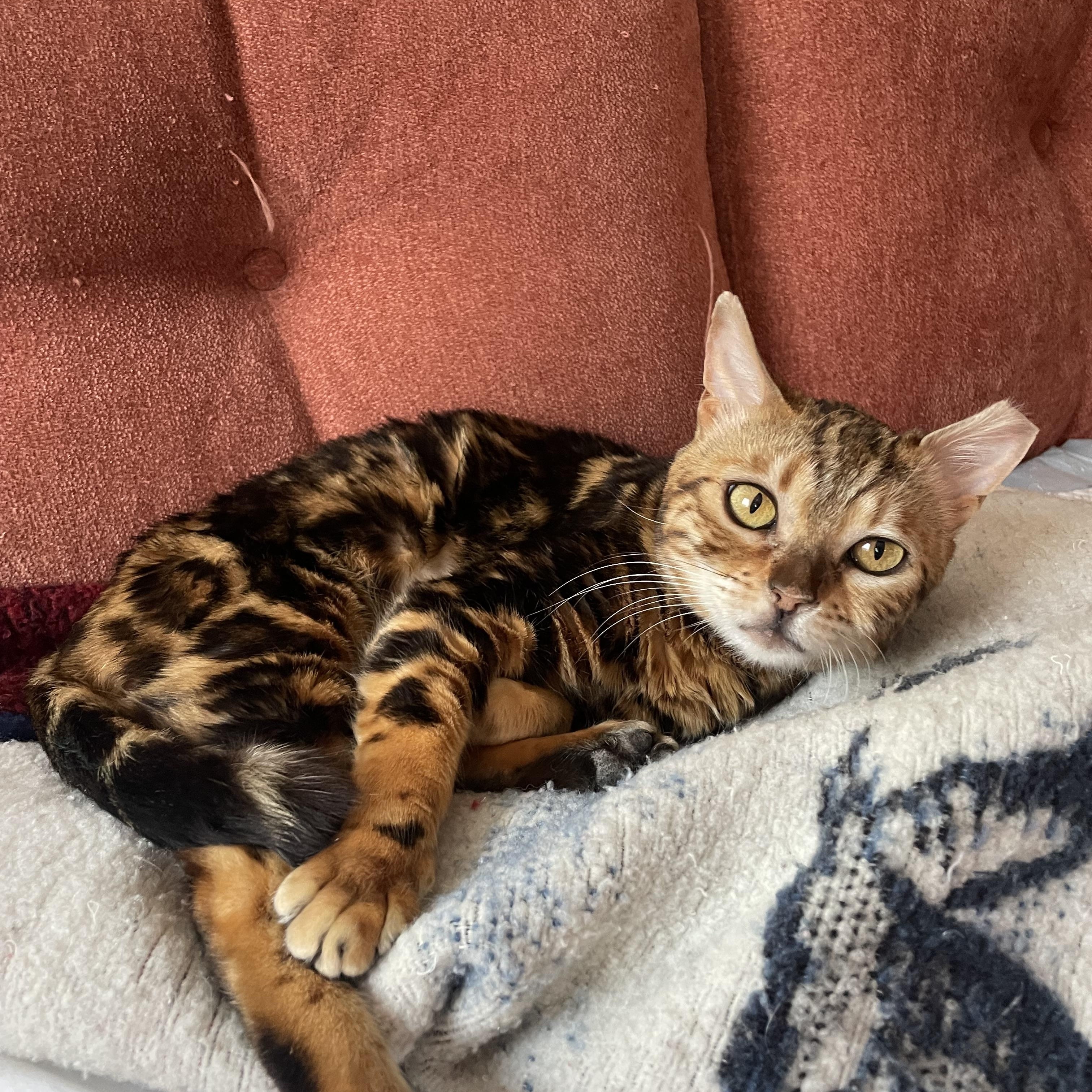 Cleo photo 1