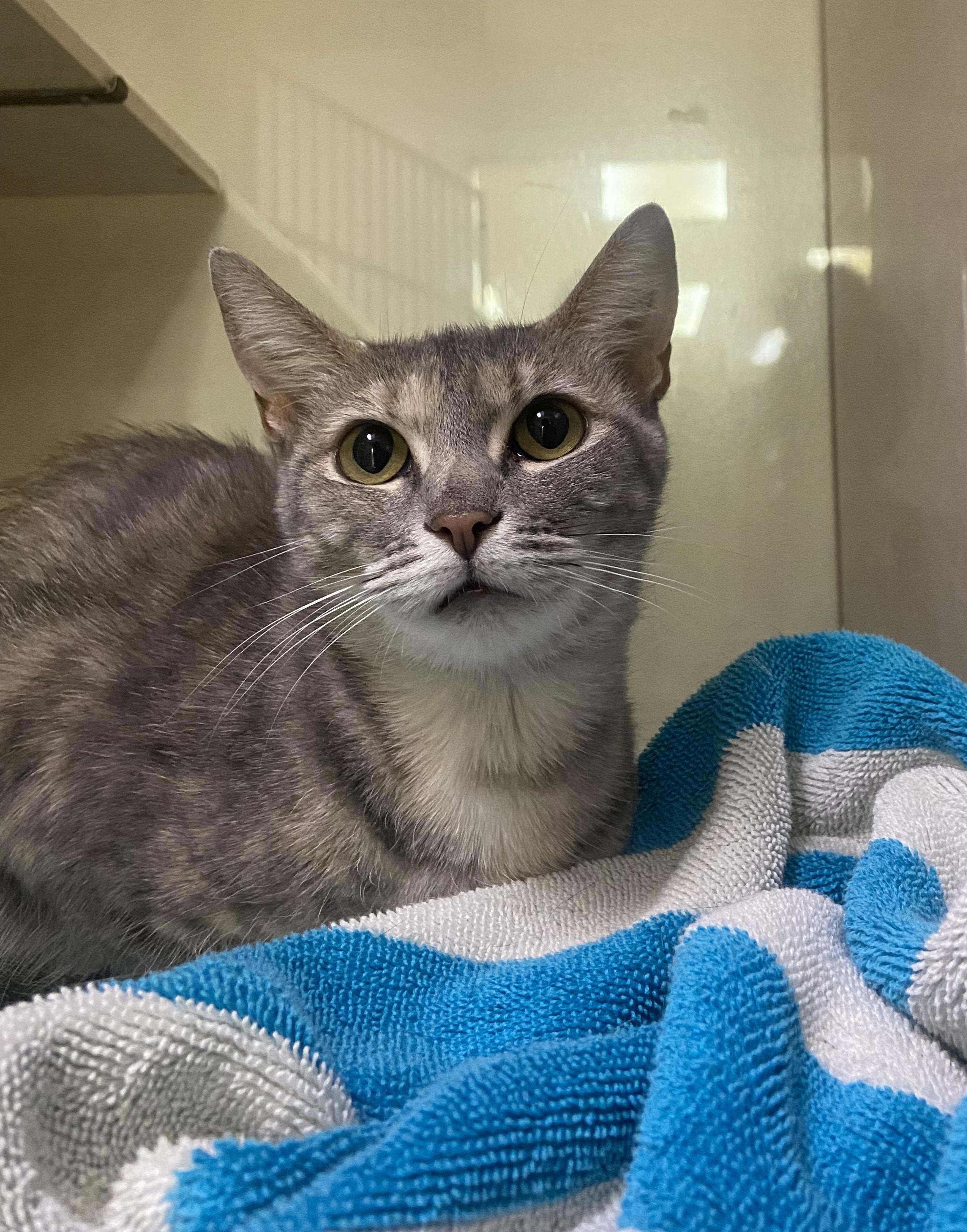 Enlarge Little, a Adoptable Domestic Short Hair in Knoxville, TN image 1/3