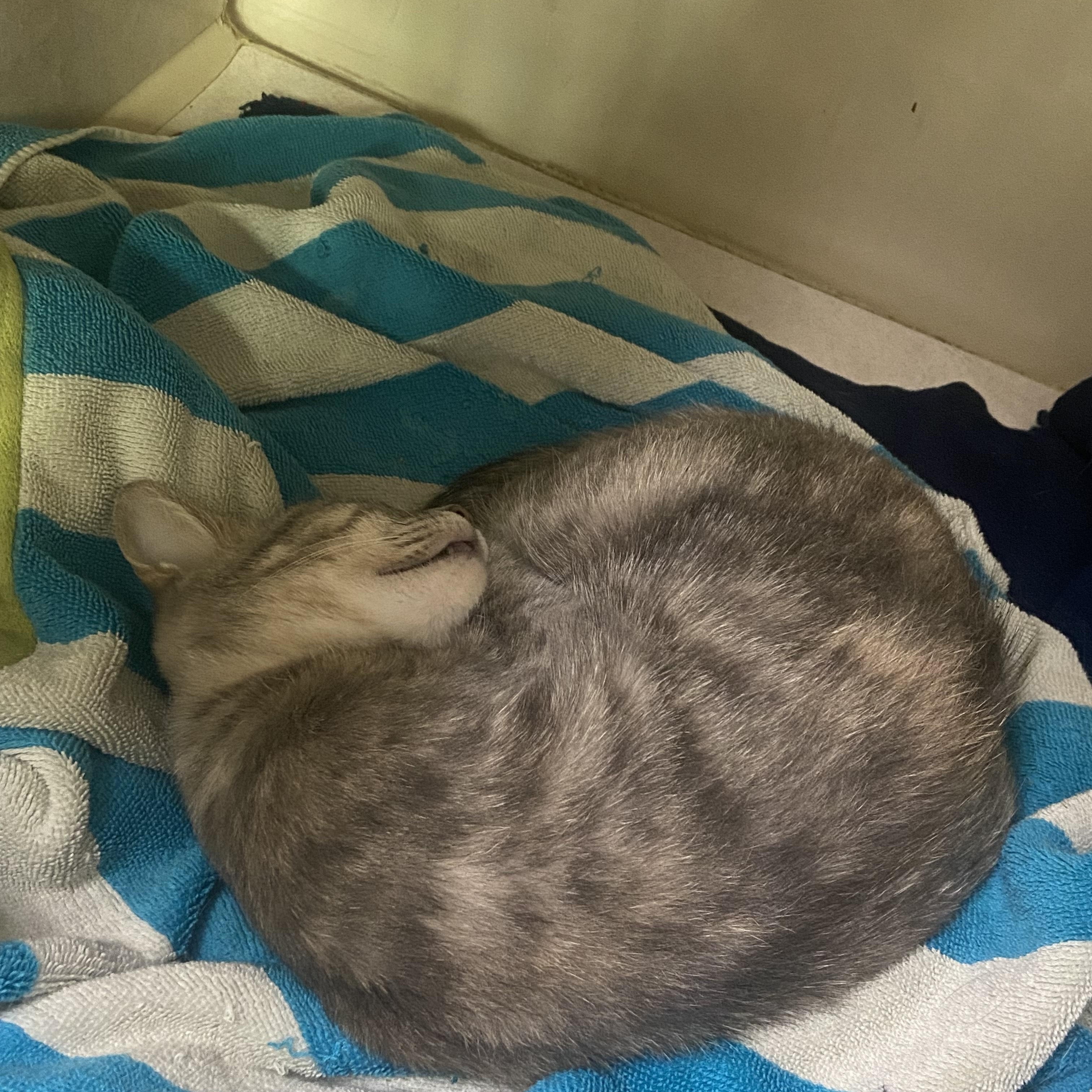 Enlarge Little, a Adoptable Domestic Short Hair in Knoxville, TN image 2/3