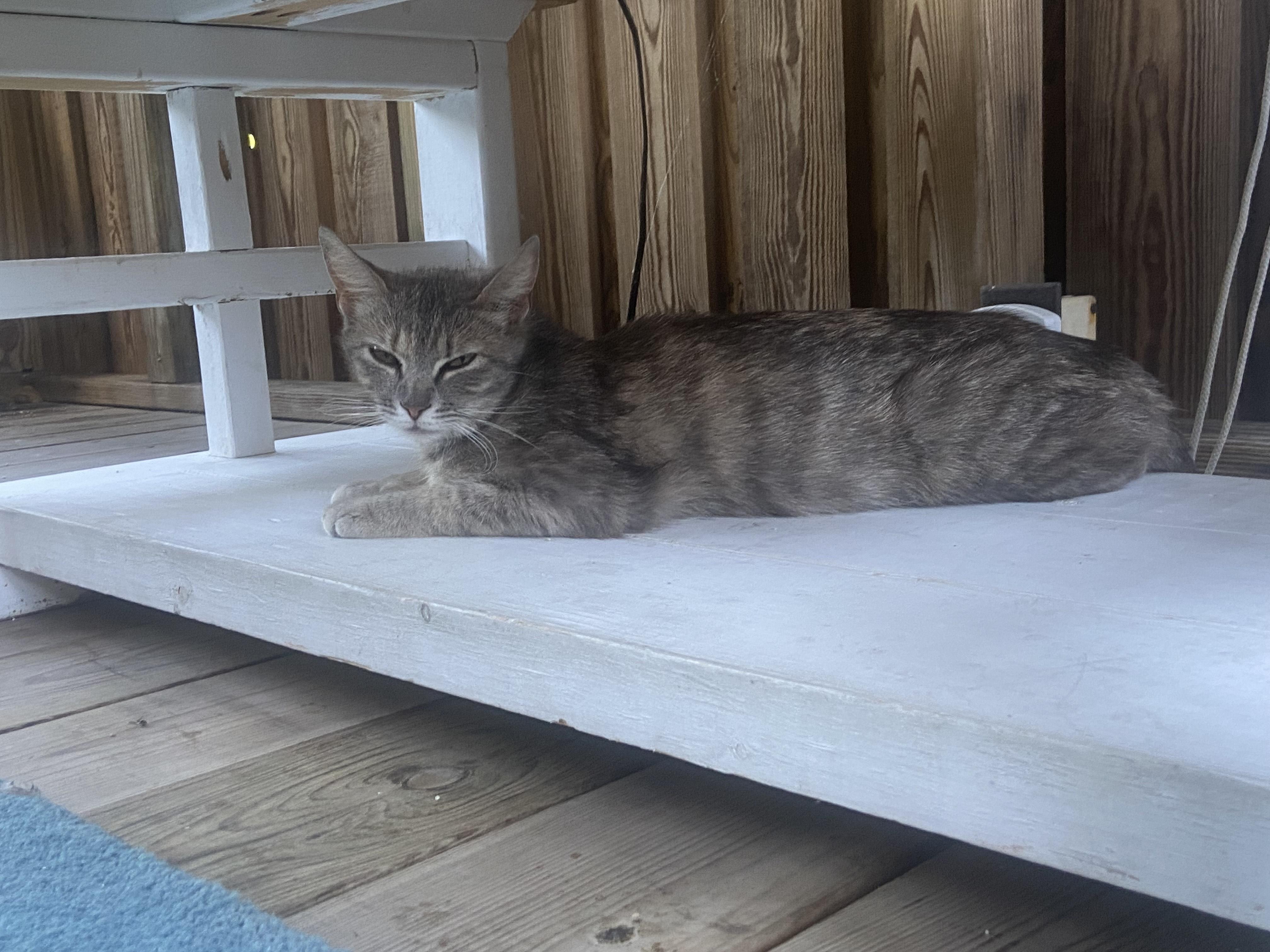 Enlarge Little, a Adoptable Domestic Short Hair in Knoxville, TN image 3/3