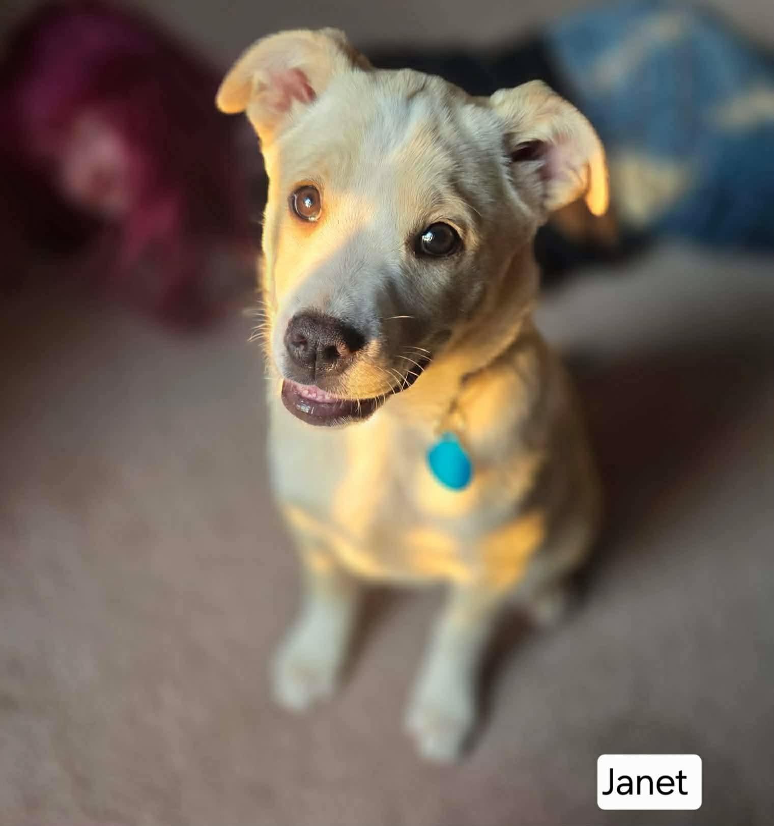 Enlarge Janet, a ADOPTABLE mixed breed in St. Clairsville, OH image 4/6