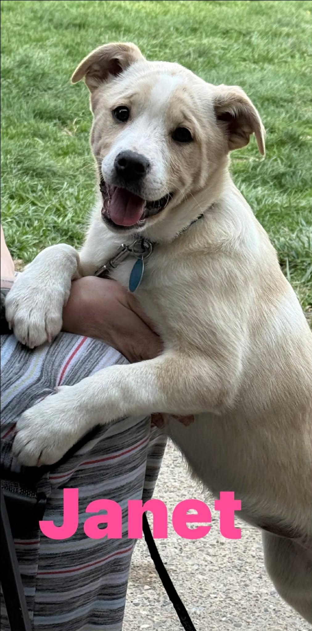 Enlarge Janet, a ADOPTABLE mixed breed in St. Clairsville, OH image 2/6