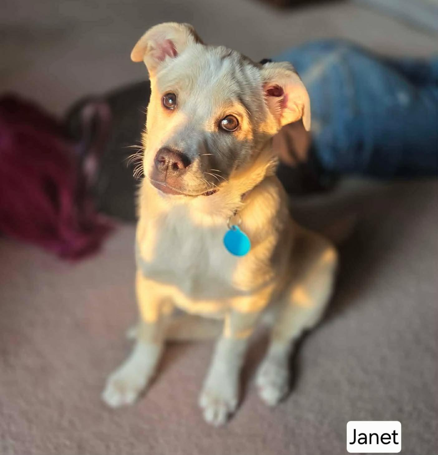 Enlarge Janet, a ADOPTABLE mixed breed in St. Clairsville, OH image 5/6