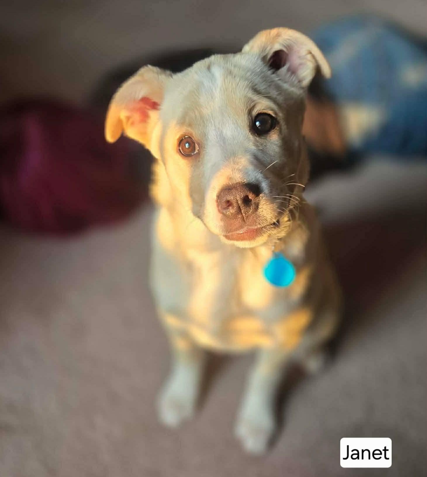 Enlarge Janet, a ADOPTABLE mixed breed in St. Clairsville, OH image 1/6