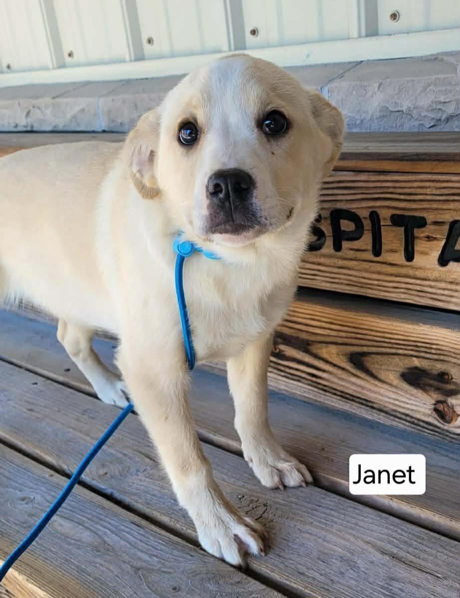 Enlarge Janet, a ADOPTABLE mixed breed in St. Clairsville, OH image 3/6