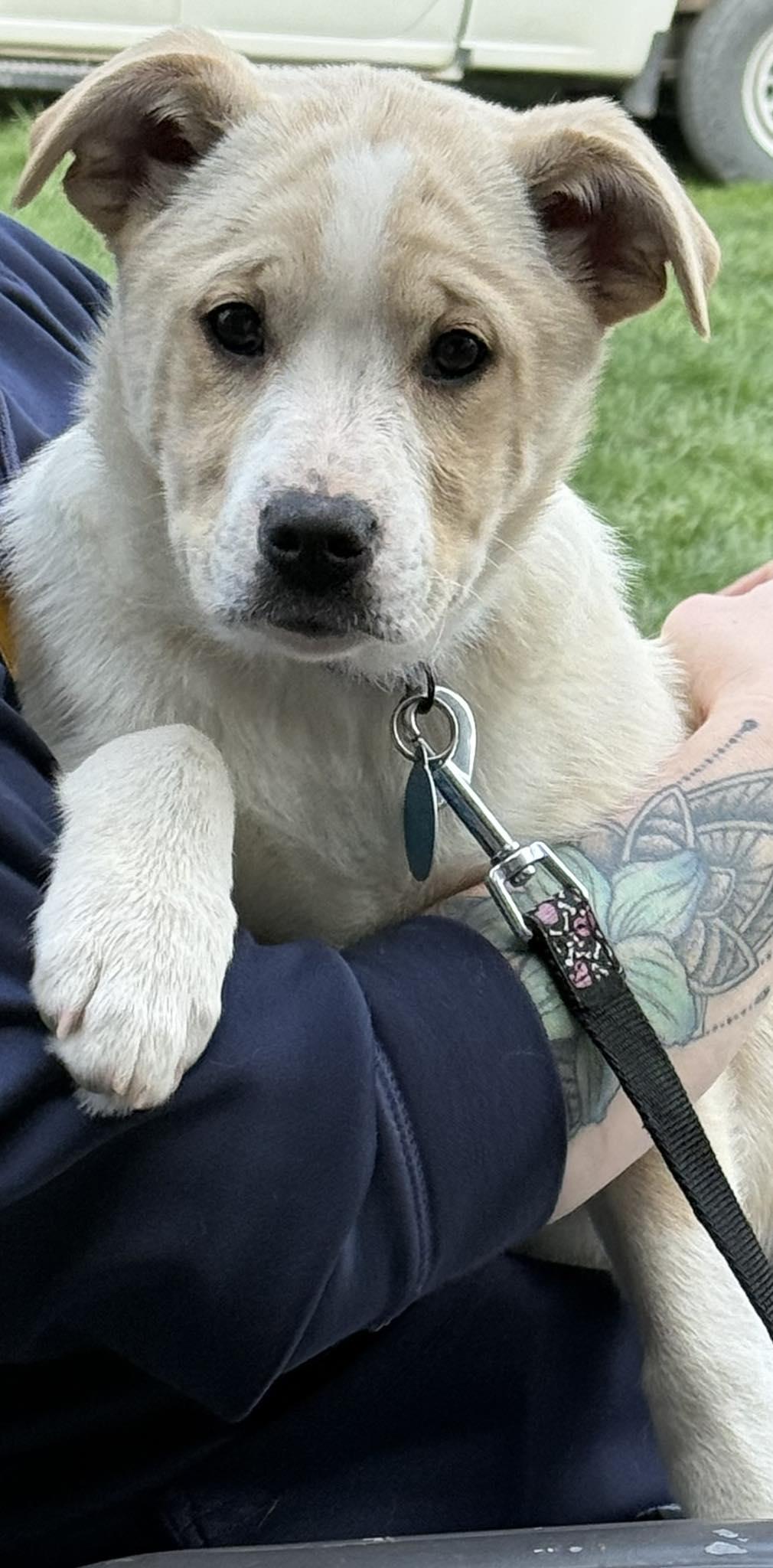 Enlarge Janet, a ADOPTABLE mixed breed in St. Clairsville, OH image 6/6