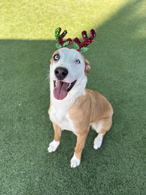 FRAZIER, Adoptable, Young Male German Shepherd Dog & Mixed Breed.