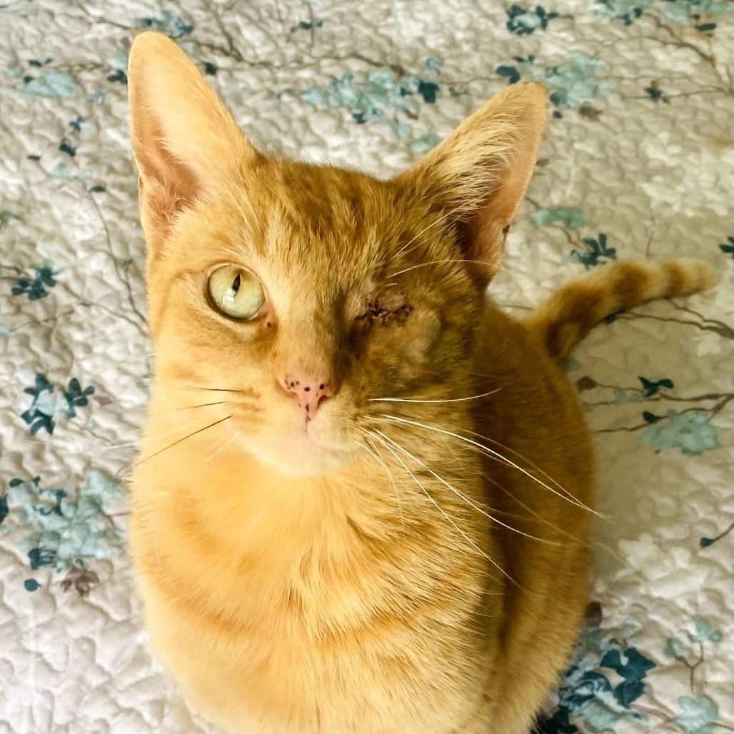 Peaches, Adoptable, Adult Male Domestic Short Hair.