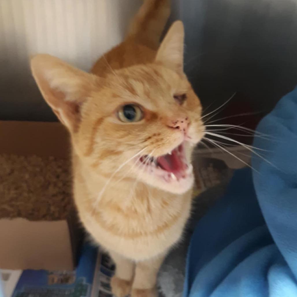 Enlarge Peaches, a Adoptable Domestic Short Hair in Newport, TN image 2/5