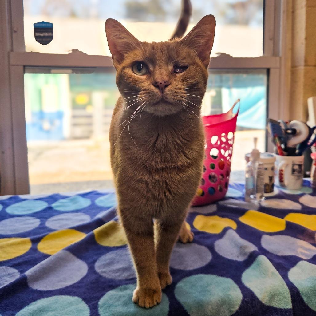 Enlarge Peaches, a Adoptable Domestic Short Hair in Newport, TN image 3/5