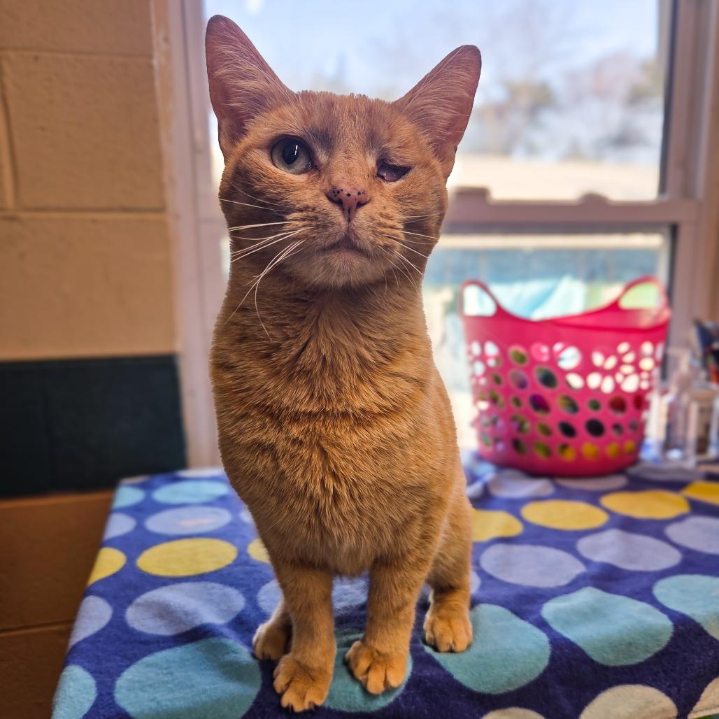 Enlarge Peaches, a Adoptable Domestic Short Hair in Newport, TN image 4/5