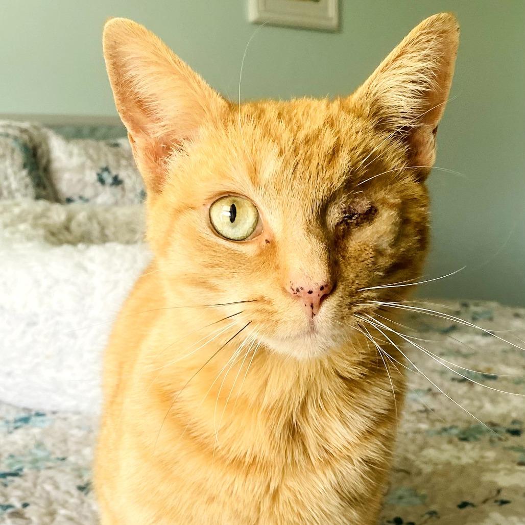 Enlarge Peaches, a Adoptable Domestic Short Hair in Newport, TN image 5/5
