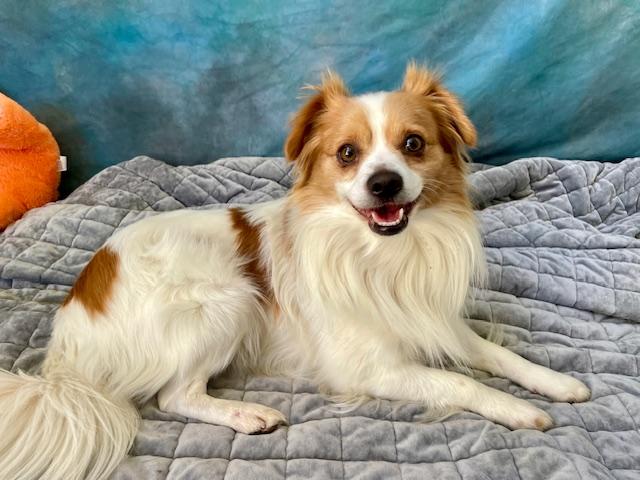 TOBY, Adoptable, Young Male Chihuahua.