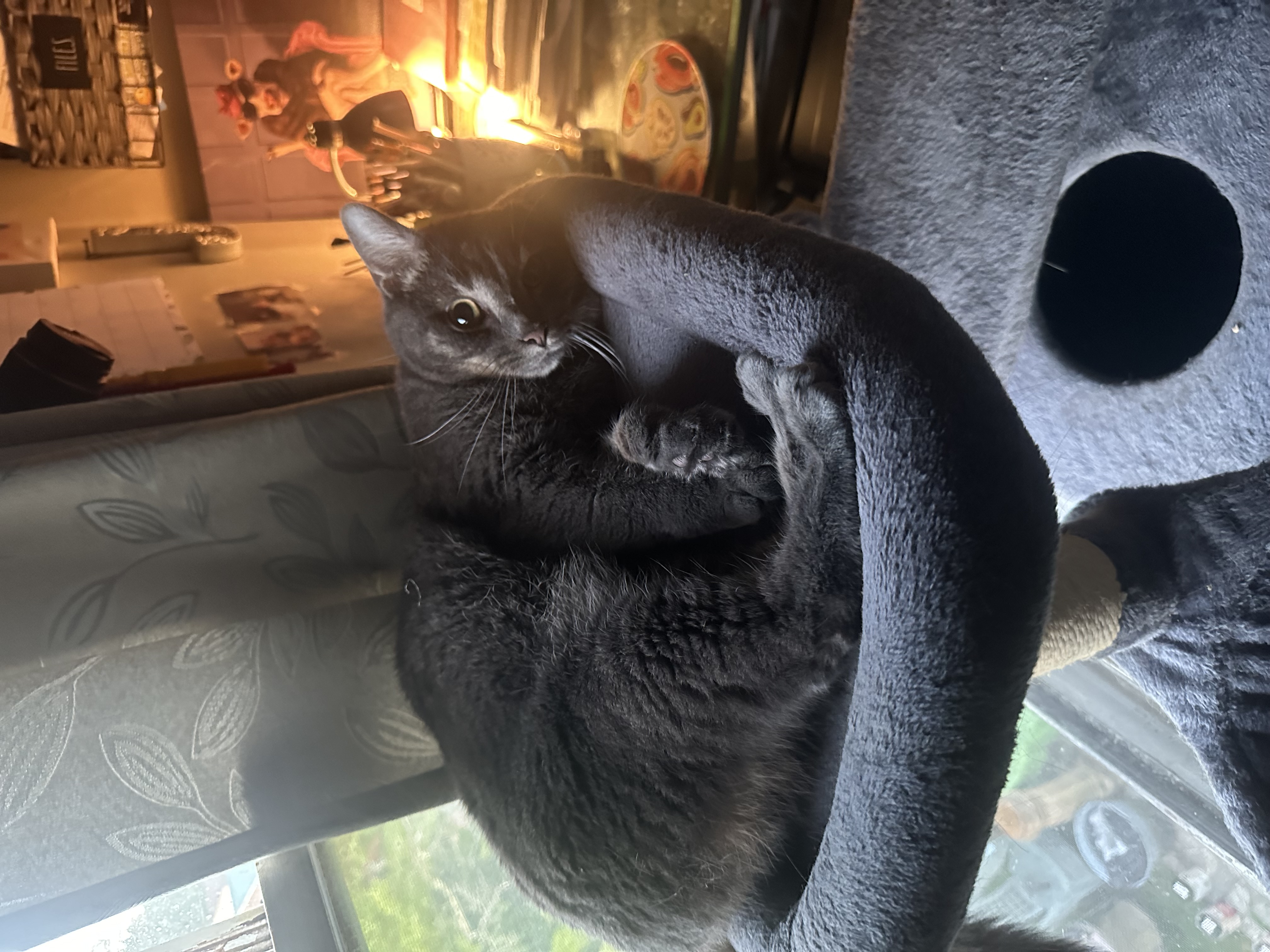 Enlarge Loki and Freya, a Adoptable Domestic Short Hair in Verona, PA image 3/5