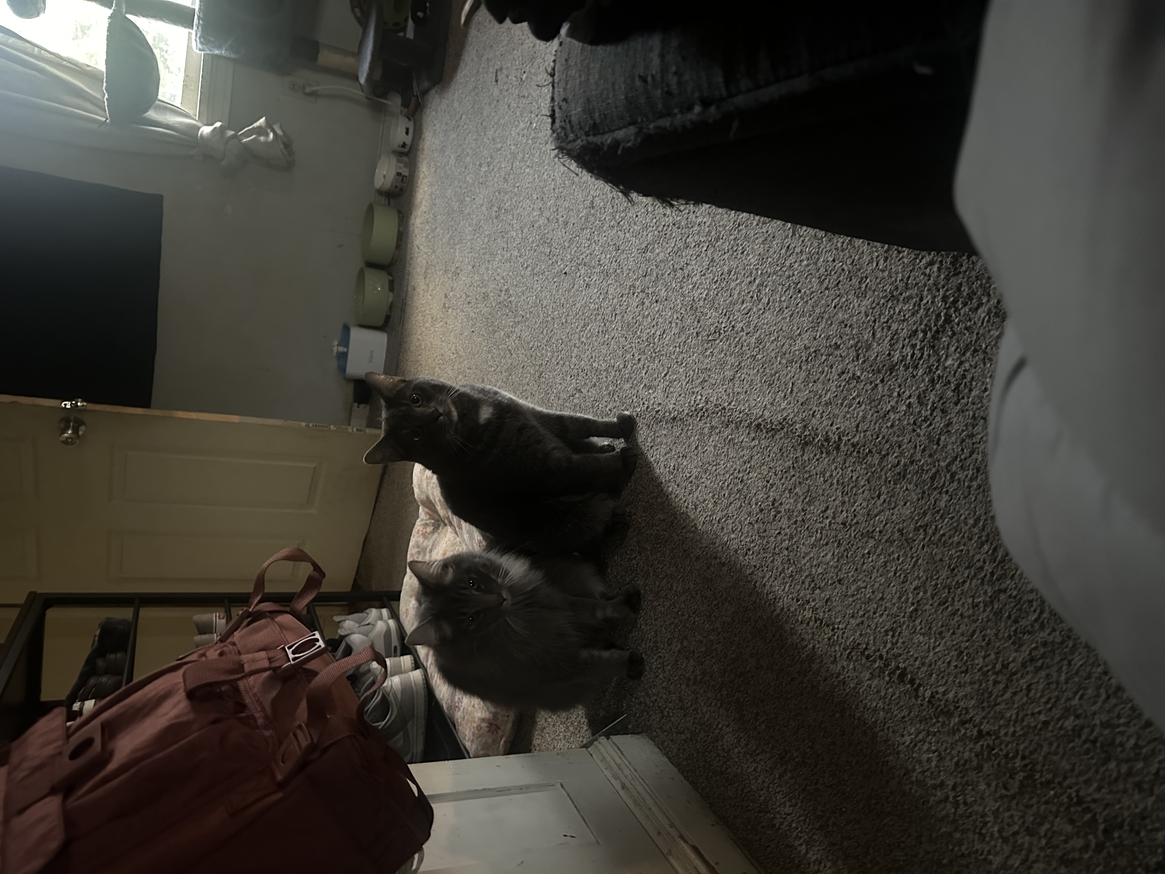 Enlarge Loki and Freya, a Adoptable Domestic Short Hair in Verona, PA image 4/5