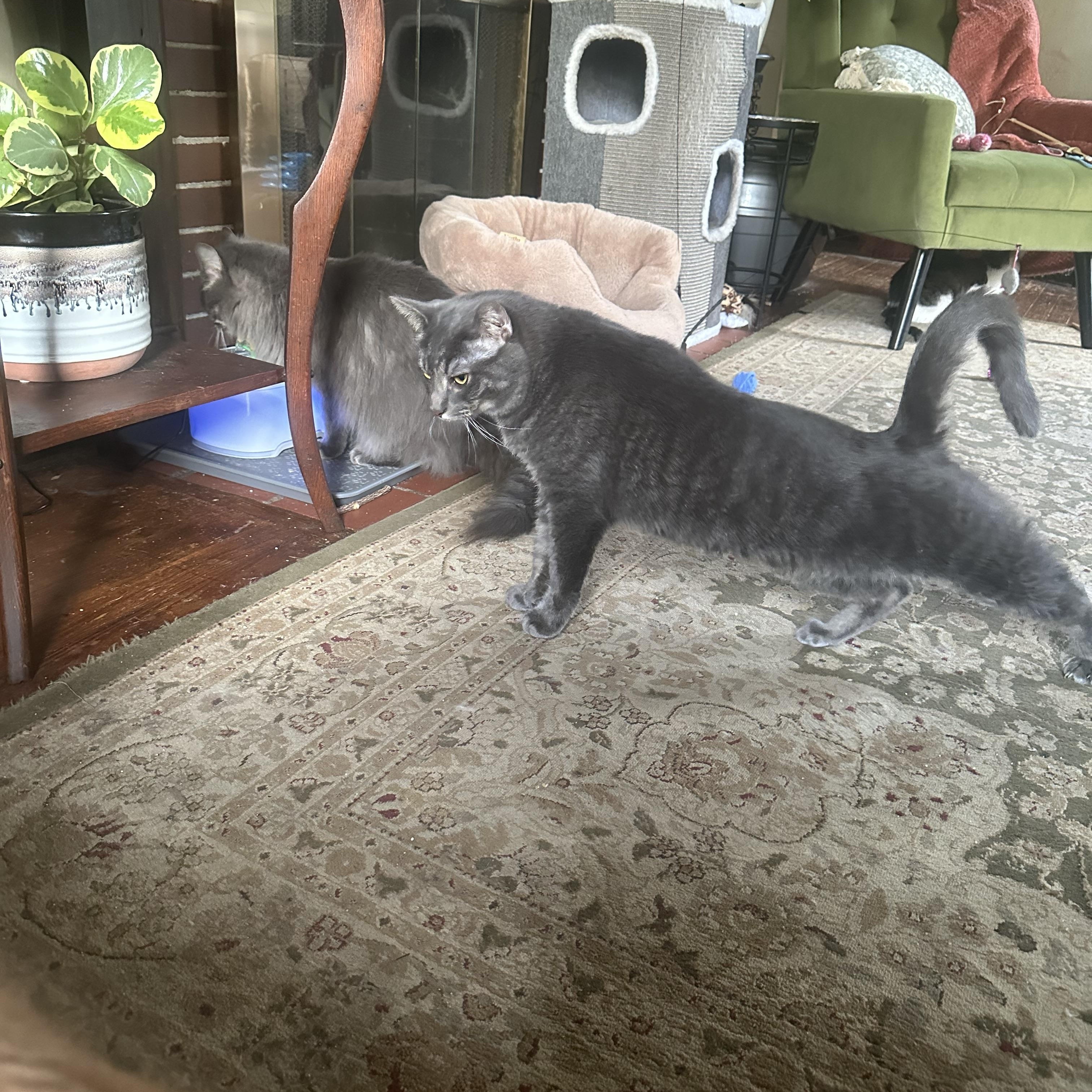 Enlarge Loki and Freya, a Adoptable Domestic Short Hair in Verona, PA image 1/5