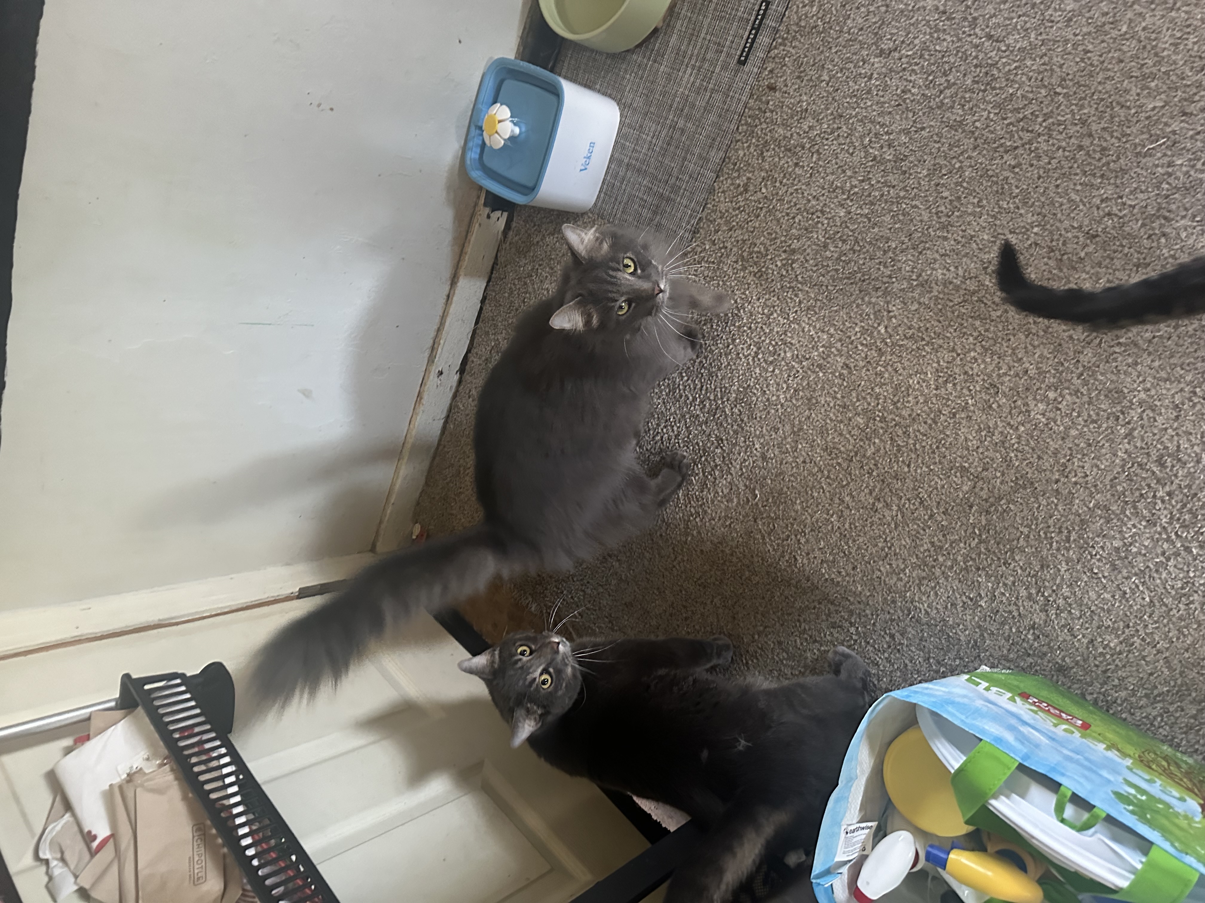 Enlarge Loki and Freya, a Adoptable Domestic Short Hair in Verona, PA image 2/5