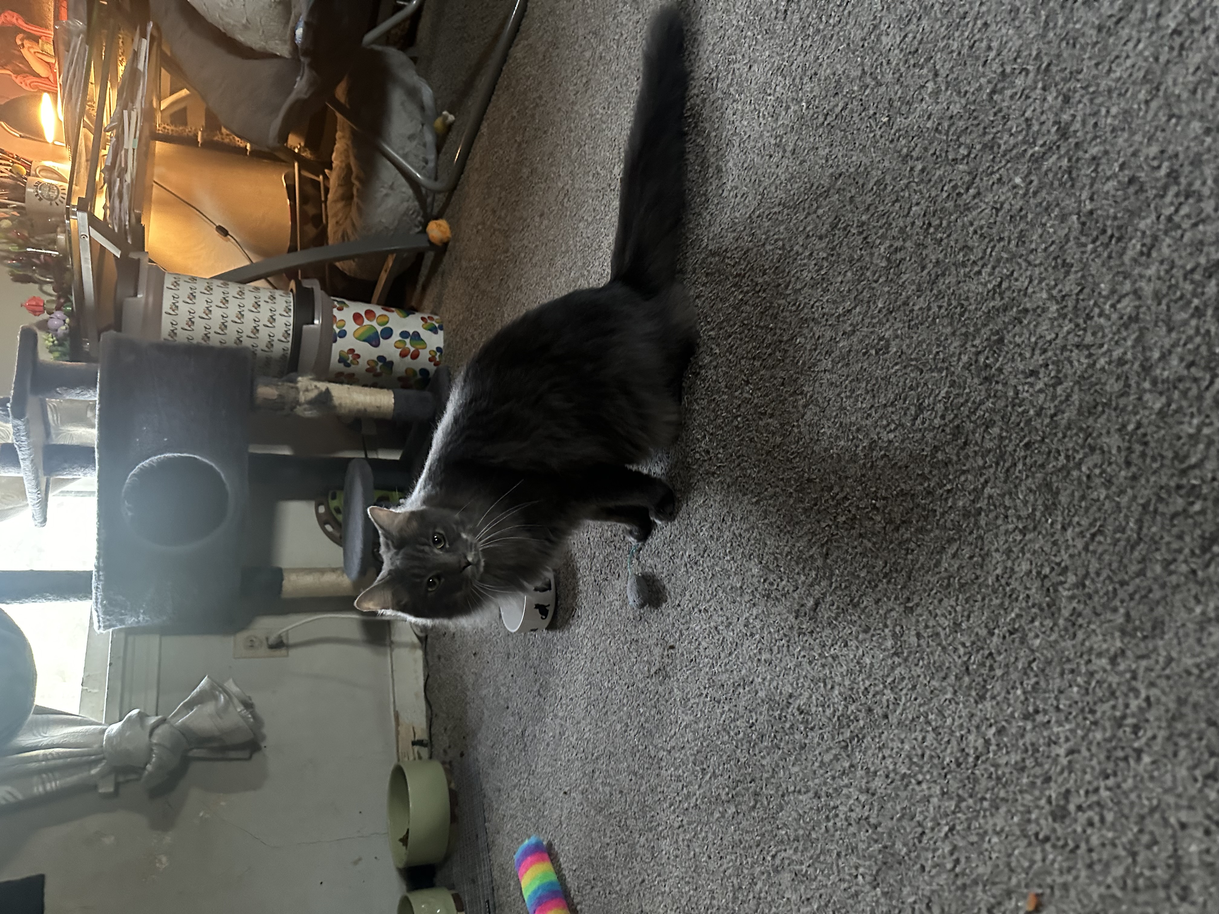 Loki and Freya photo 6