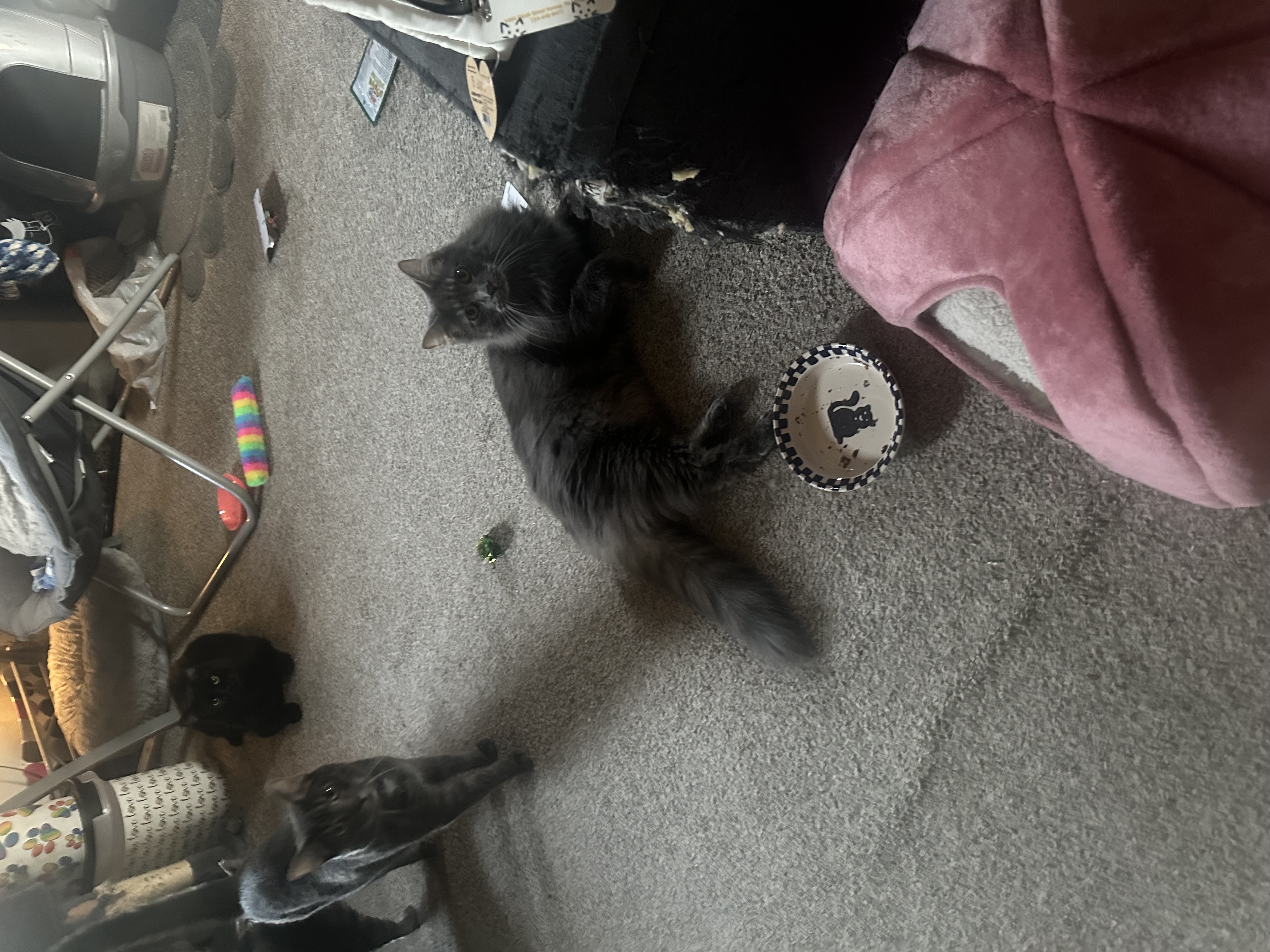 Enlarge Loki and Freya, a Adoptable Domestic Short Hair in Verona, PA image 5/5