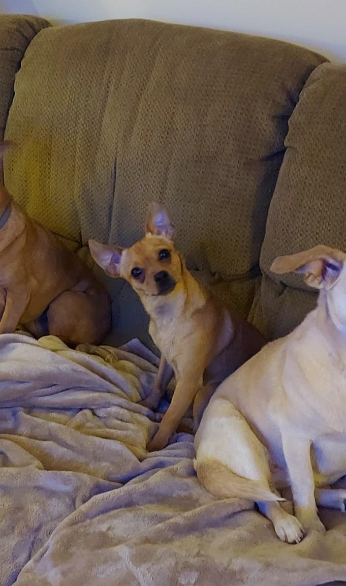 Whitney, an adopted Chiweenie in Richmond, VA image 3/6