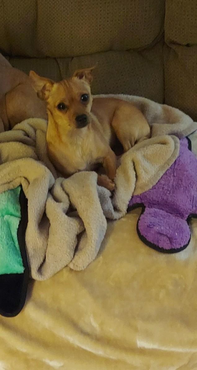 Whitney, an adopted Chiweenie in Richmond, VA image 4/6