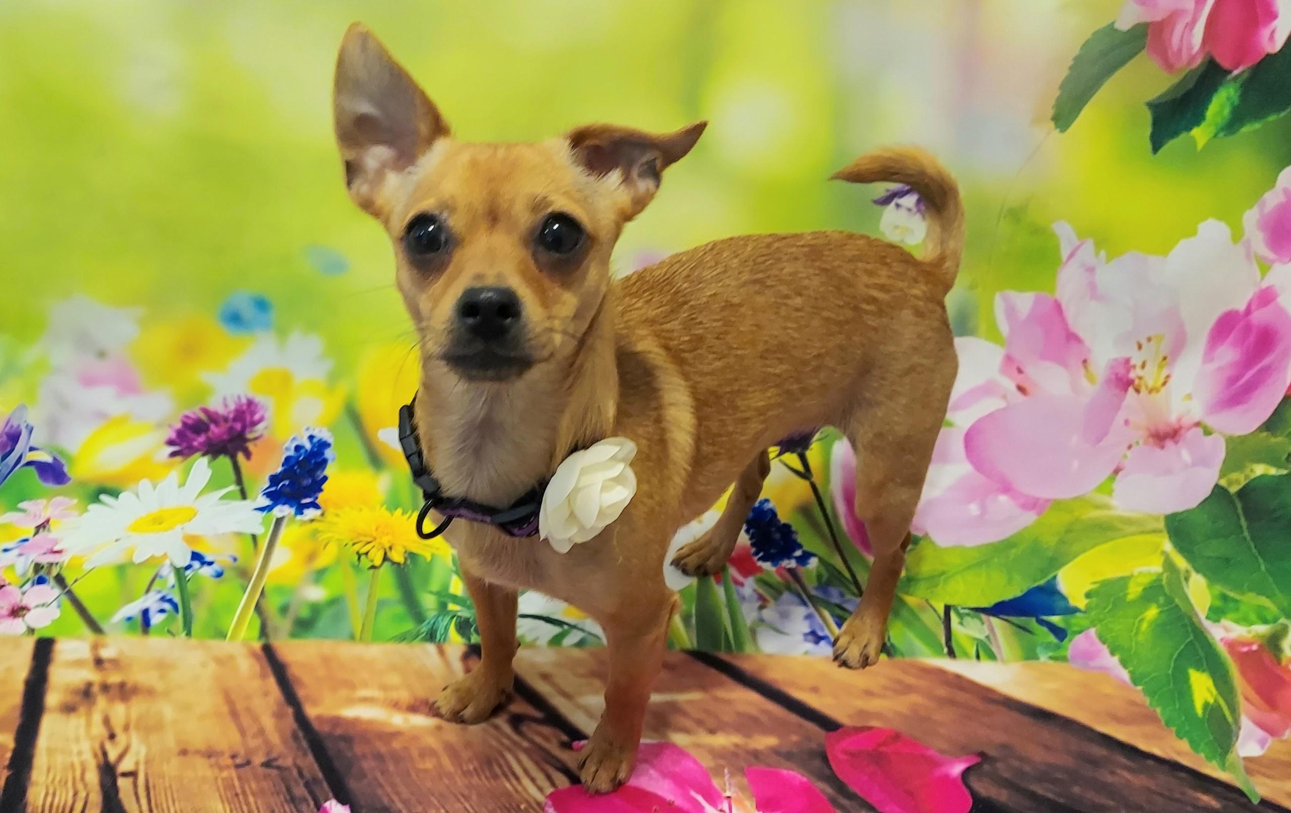 Whitney, an adopted Chiweenie in Richmond, VA image 1/6