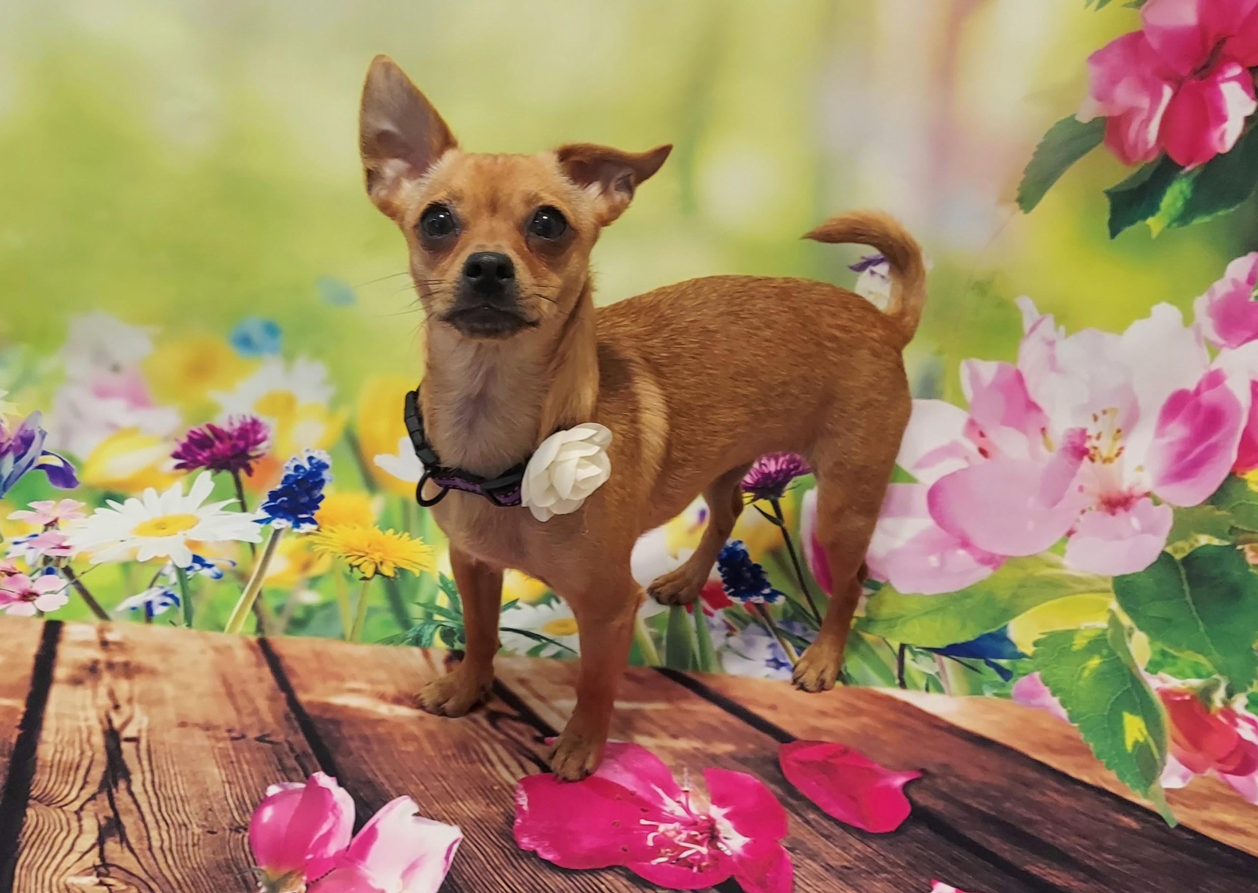 Whitney, an adopted Chiweenie in Richmond, VA image 6/6