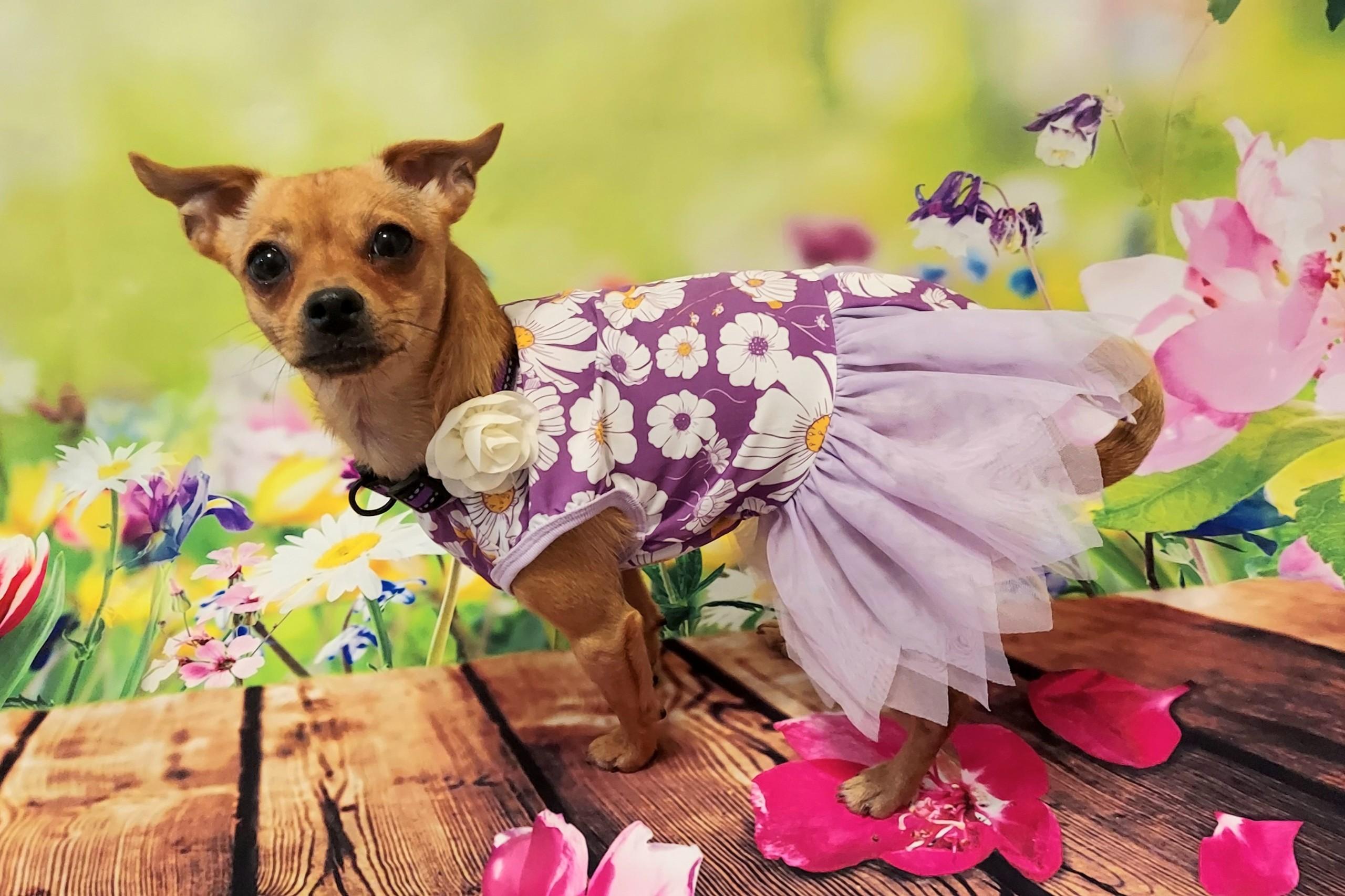 Whitney, an adopted Chiweenie in Richmond, VA image 5/6