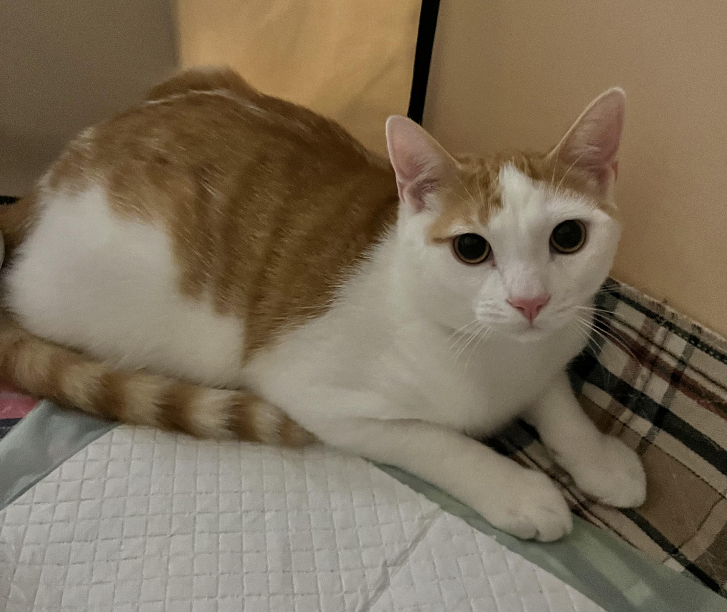 Mick Jagger, a ADOPTABLE Domestic Short Hair in Allentown, NJ image 1/5