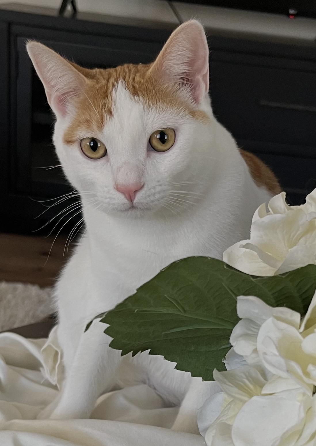 Mick Jagger, ADOPTABLE, Young Male Domestic Short Hair.