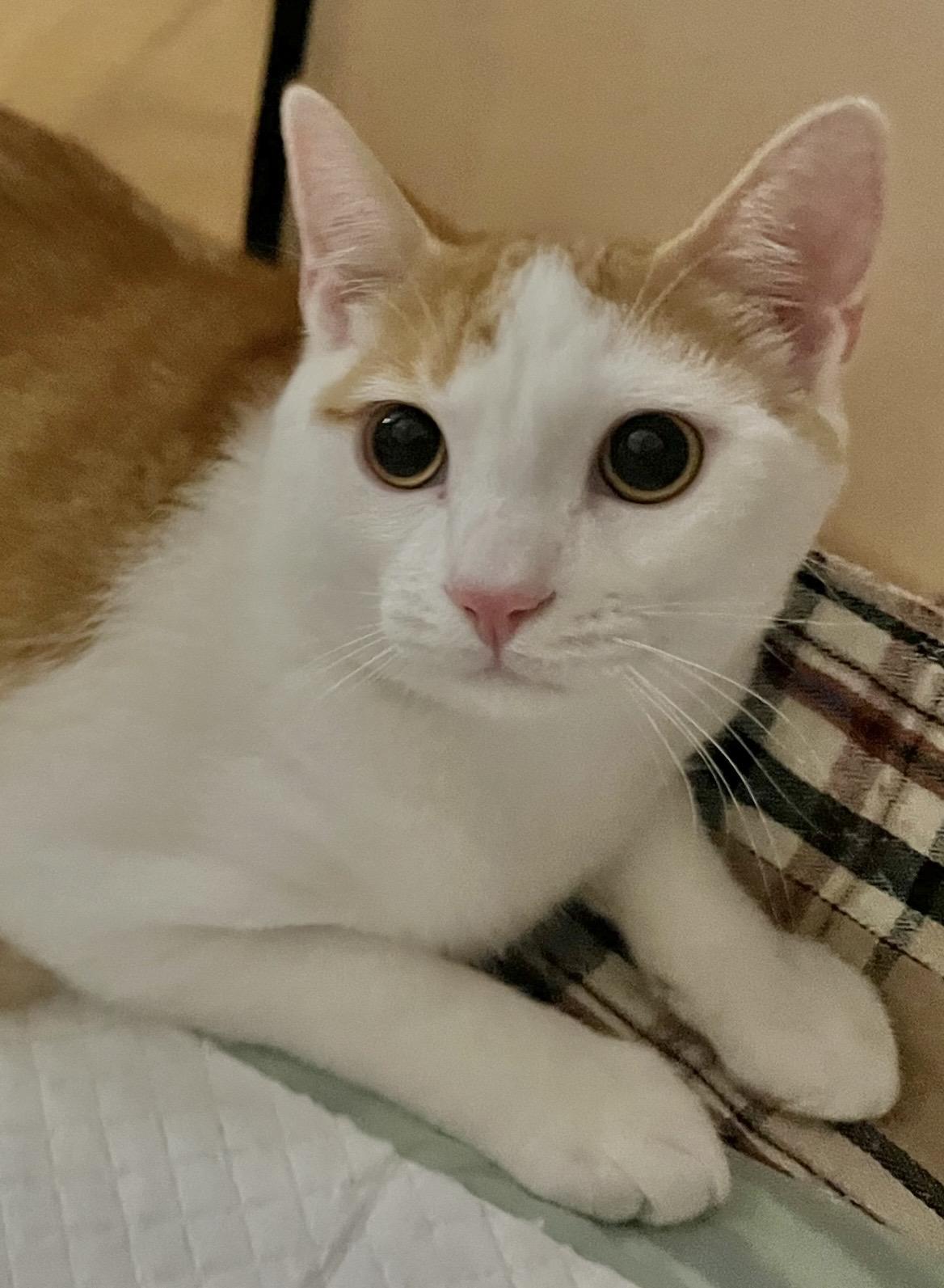 Mick Jagger, a ADOPTABLE Domestic Short Hair in Allentown, NJ image 5/5