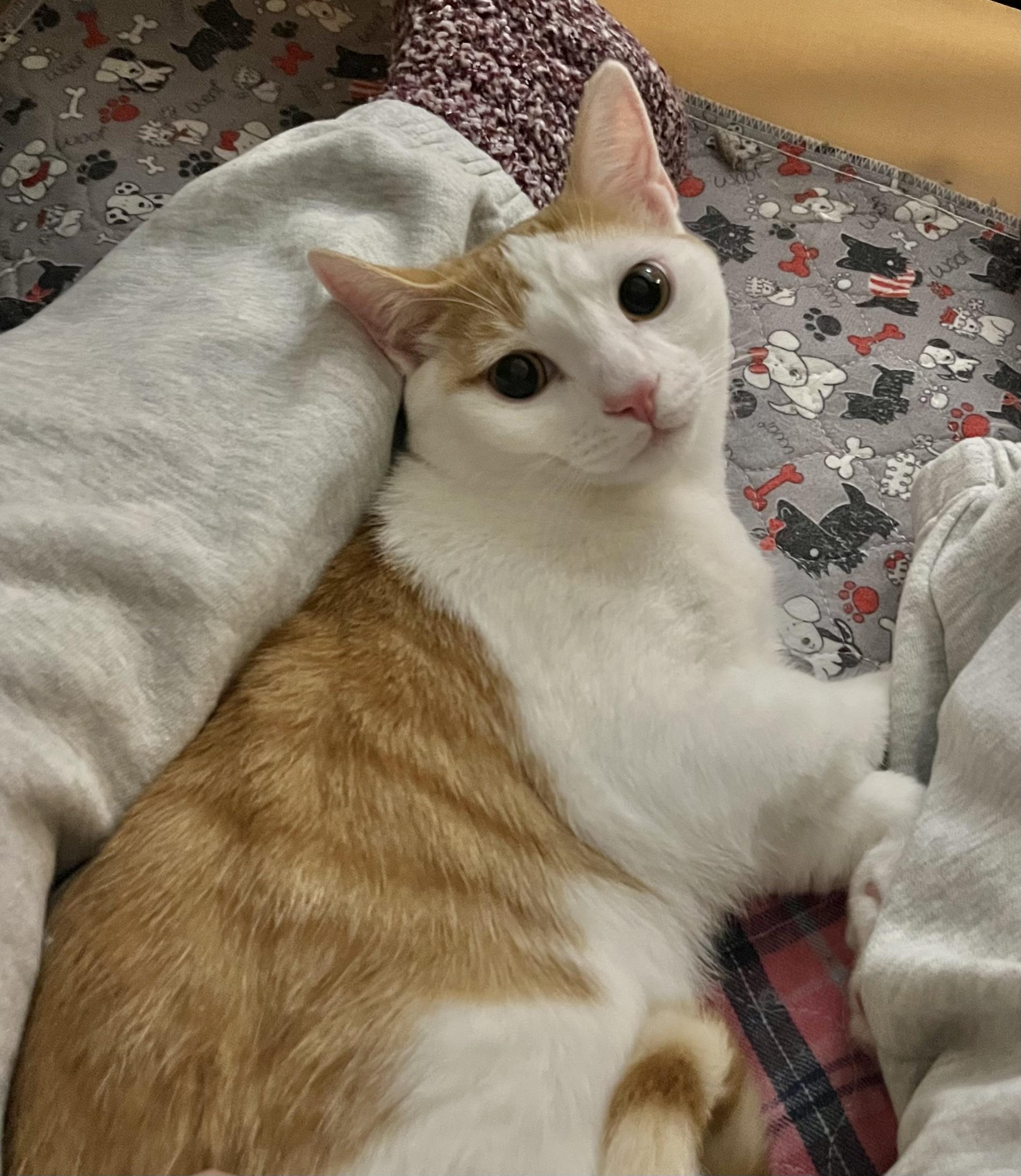 Mick Jagger, a ADOPTABLE Domestic Short Hair in Allentown, NJ image 4/5