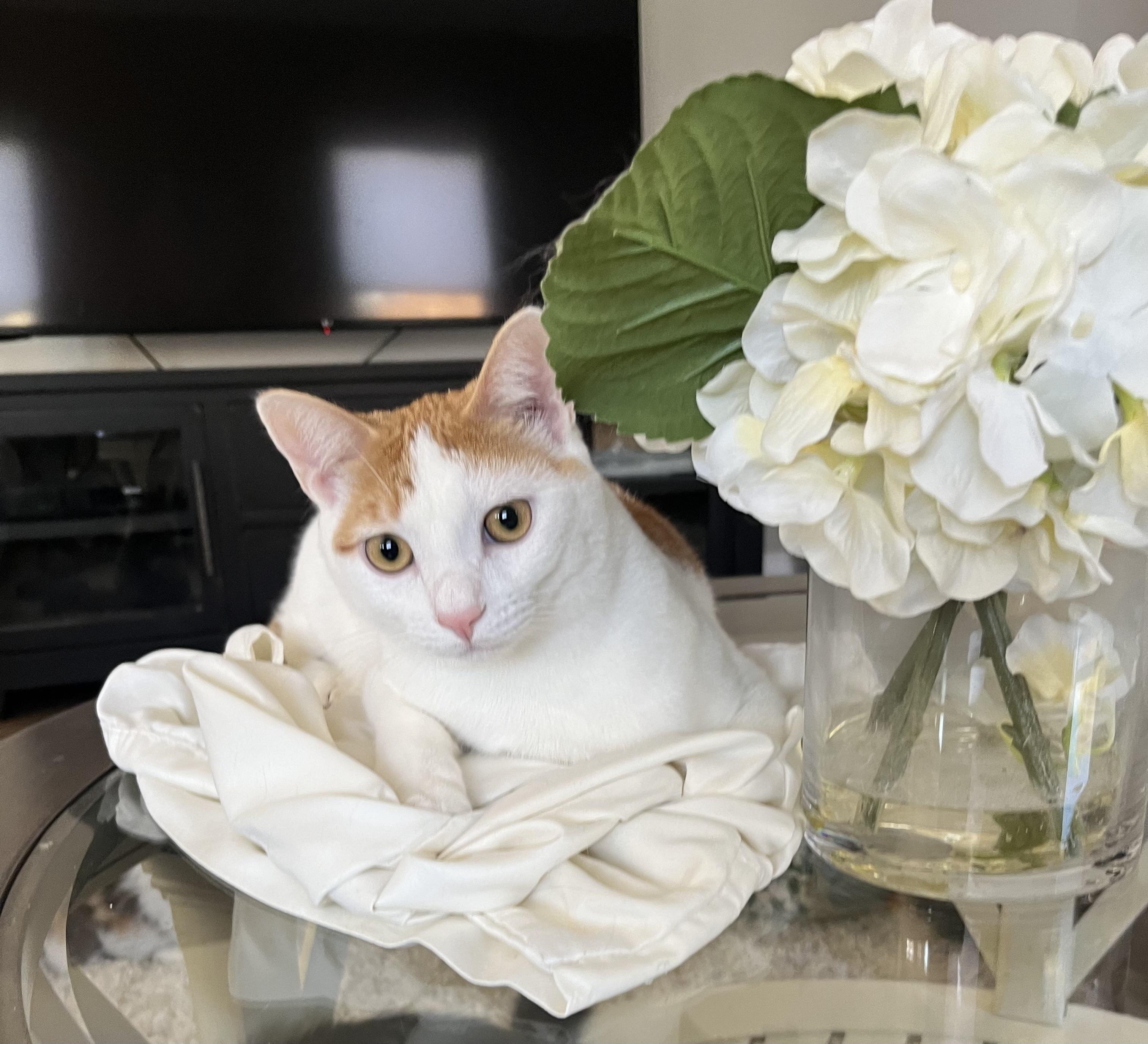 Enlarge Mick Jagger, a ADOPTABLE Domestic Short Hair in Allentown, NJ image 2/5